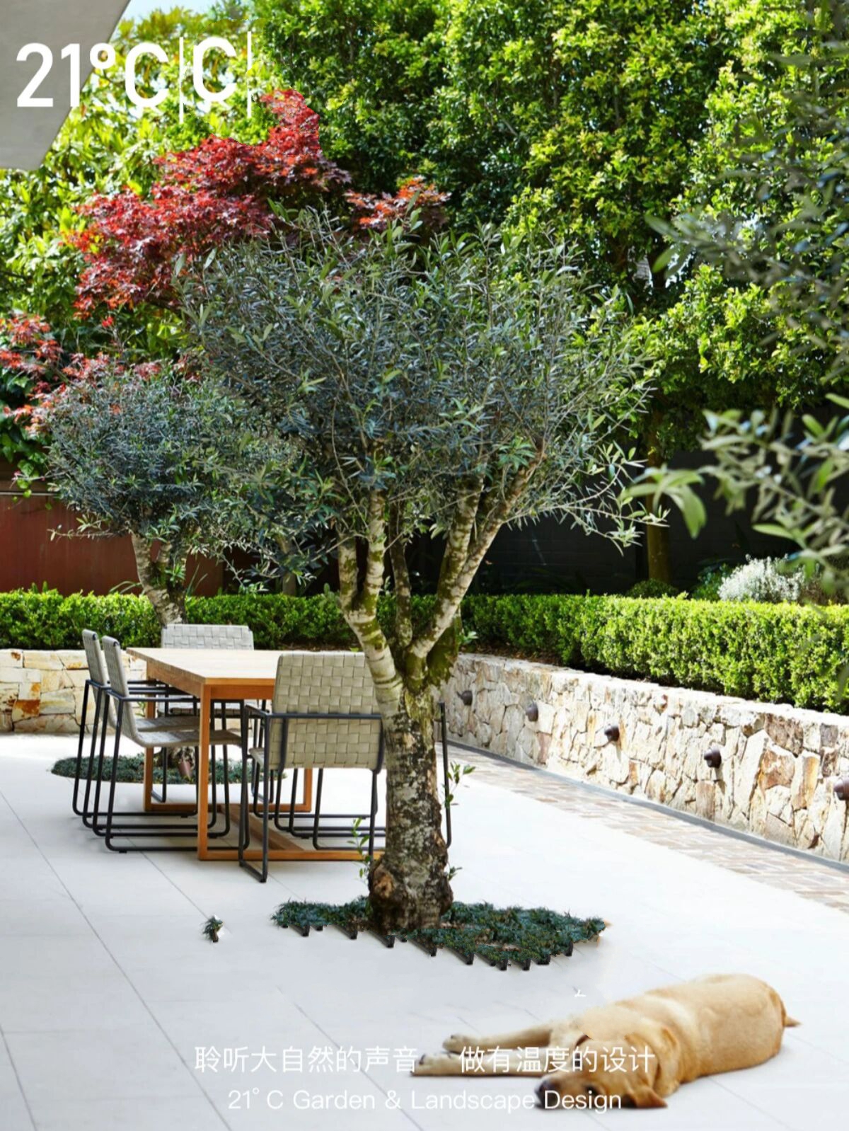 花园植物:油橄榄 | 花园庭院主景树分享 常绿乔灌木,生长缓慢,寿命长