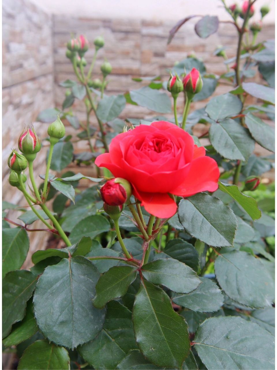 用图片记录我的月季⑤——红苹果 花园里唯一一株正红色月季.