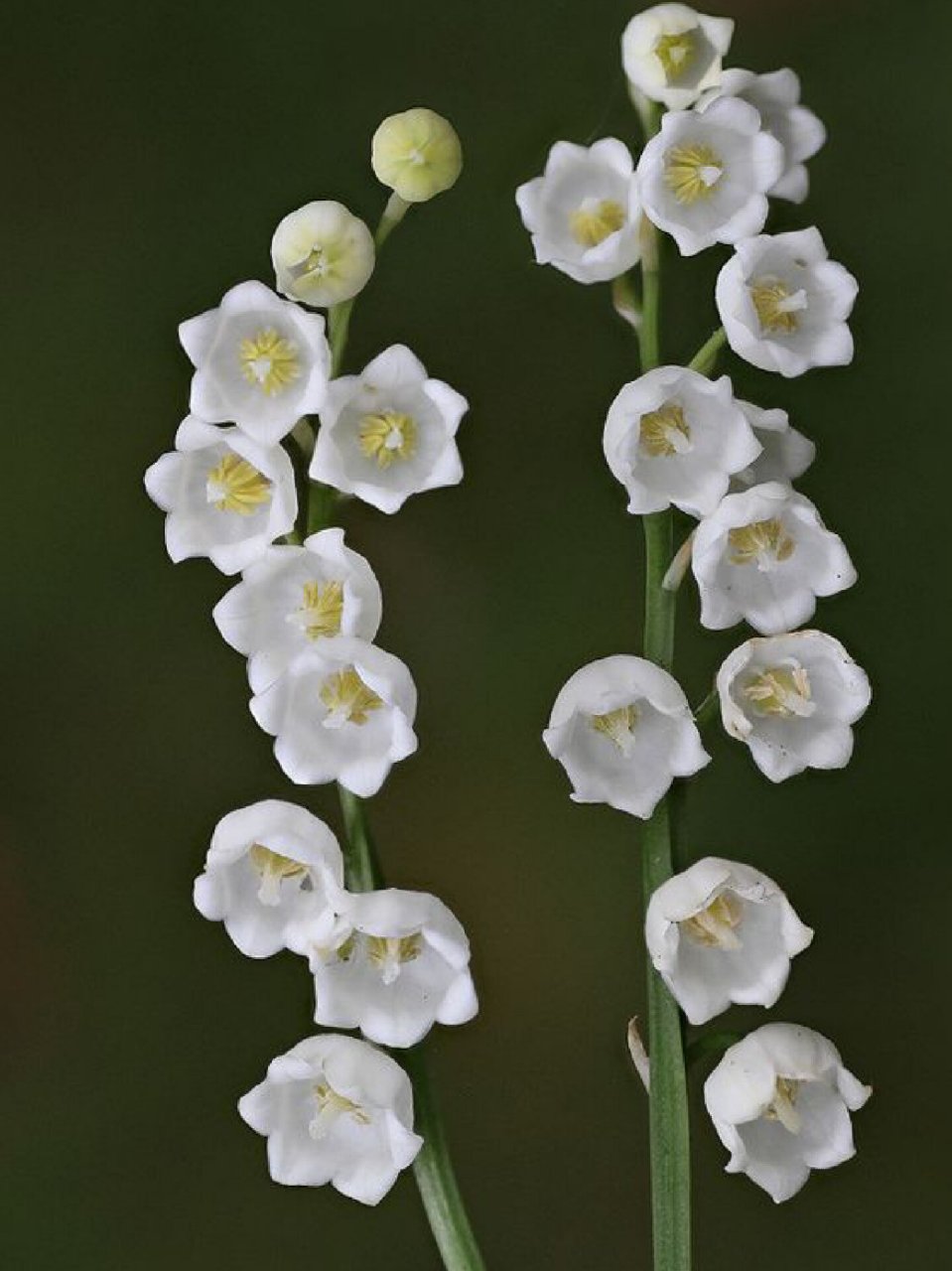 no4:象征幸福的铃兰 7815铃兰在法国是拥有幸福的象征,法国人有