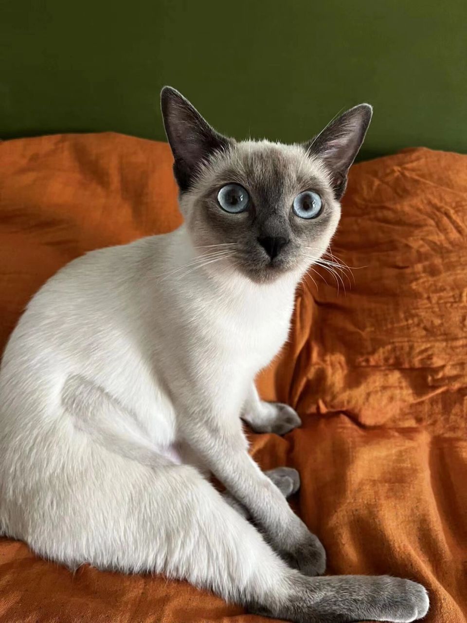 蓝重点色暹罗猫真的自带温柔体质96 都妹近况91 蓝重点暹罗猫都都