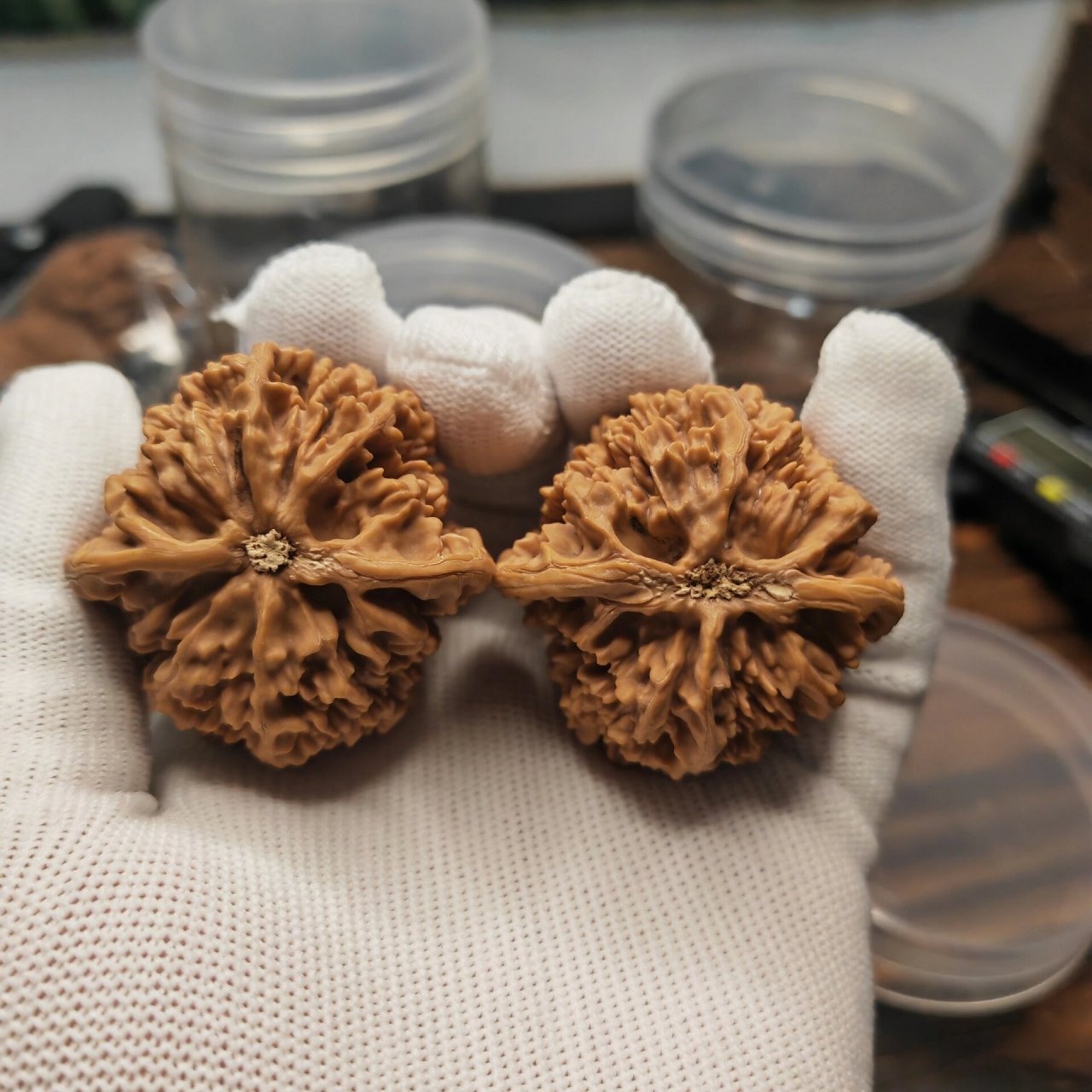 文玩核桃,状元冠 43尺状元冠,福利价格