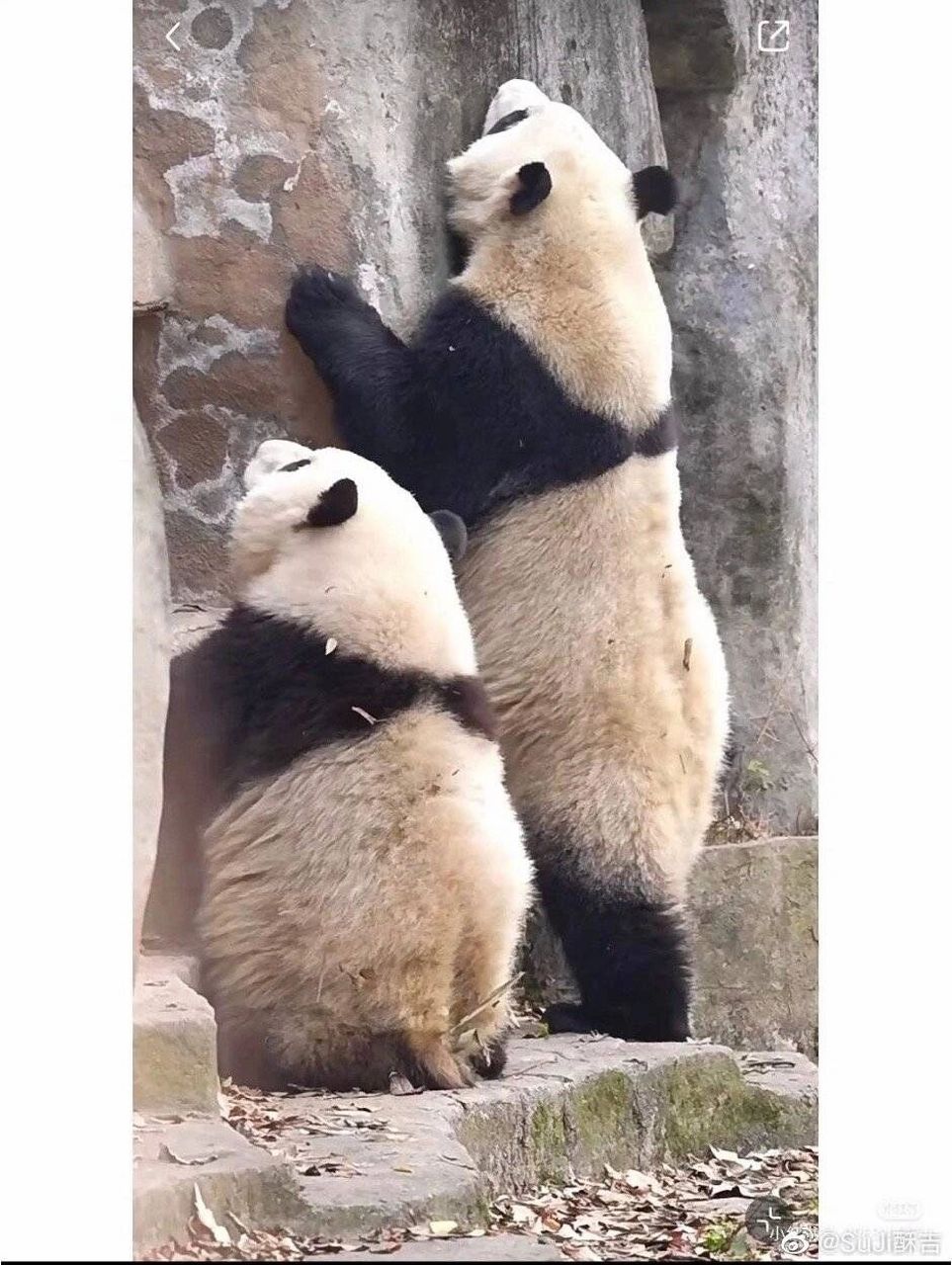 909990999099和花和叶太可爱啦 每天陷入女明星的美貌不