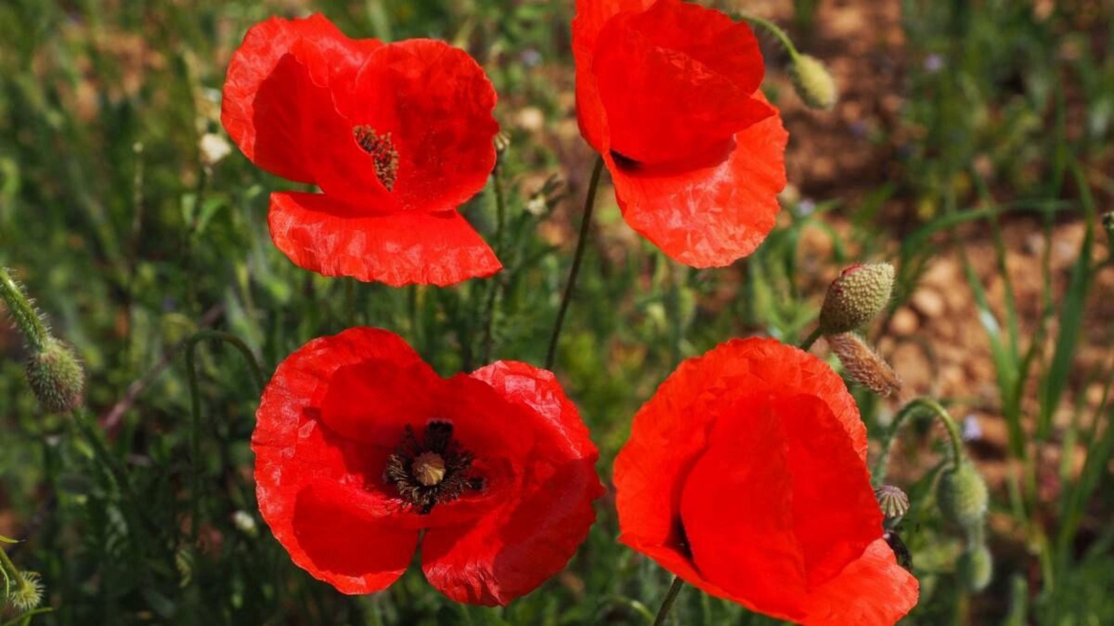 地狱之花花语—罂粟花 罂粟花,原名英雄花,是一种美丽的植物,叶片碧绿