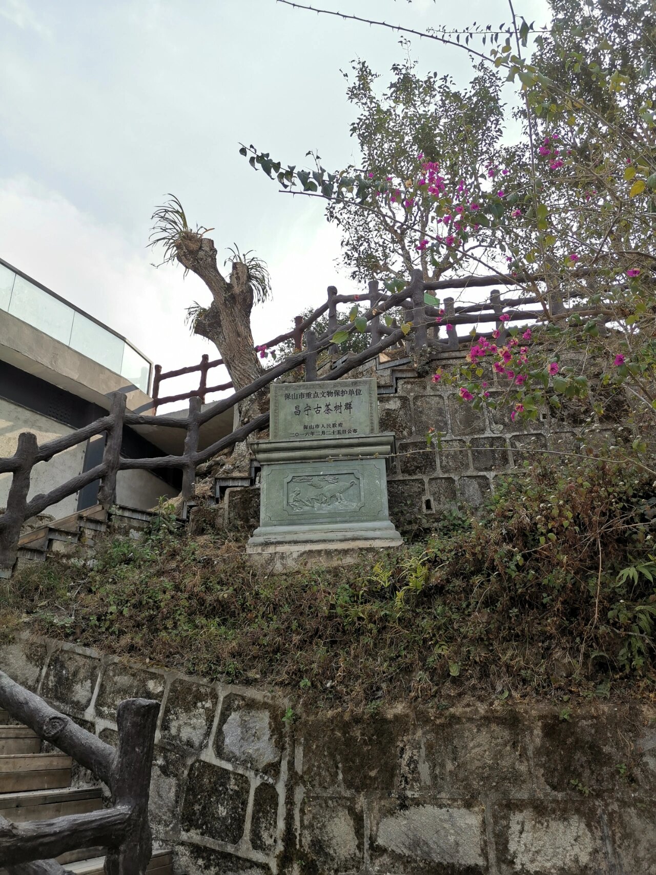 被遗落的云南古树群,走进漭水黄家寨古茶林 澜沧江流域是茶的故乡,而