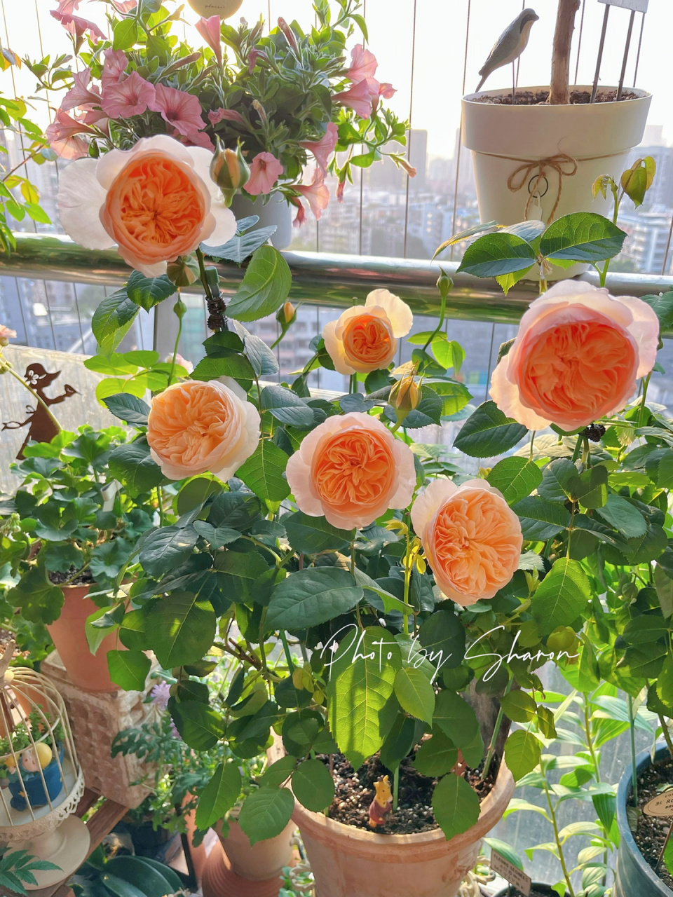 阳台月季|最美不过『朱丽叶』95