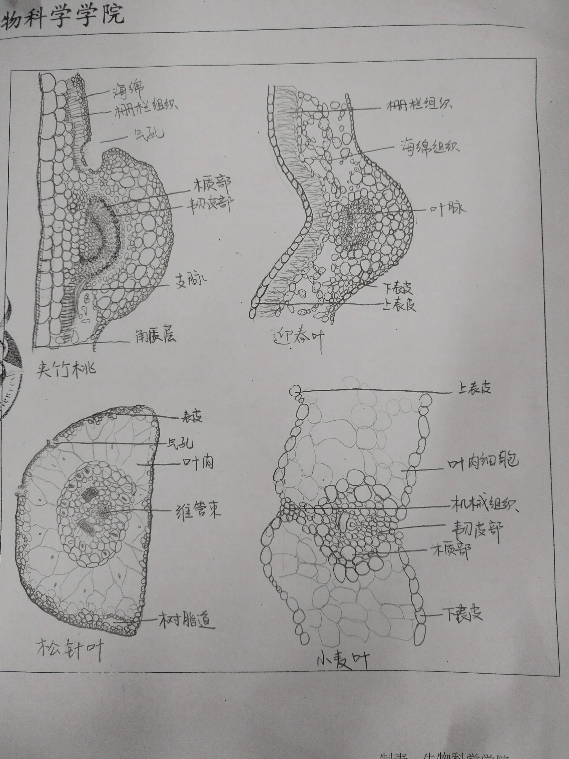 裸子植物有哪些简笔画图片