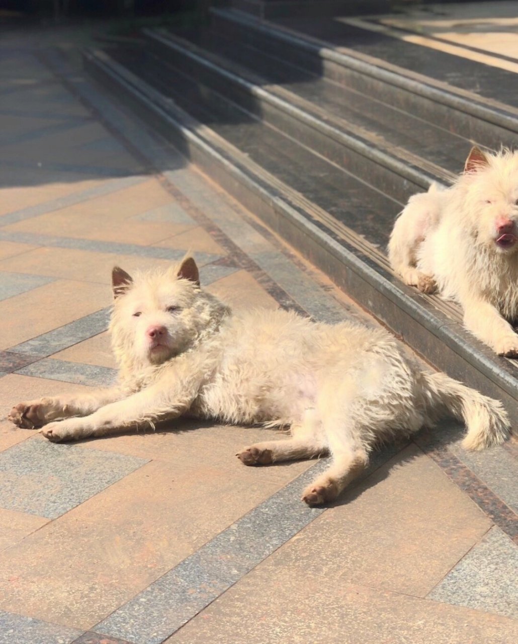 品种:下司犬 姓名:小二 于12月21日在湘潭高新区楚天路附近走失 长相