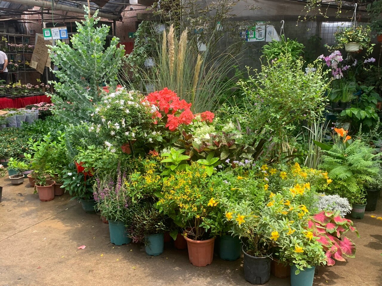 26日广州最大花卉市场更新 这是广州最大的花卉市场,位于广州滘口,有