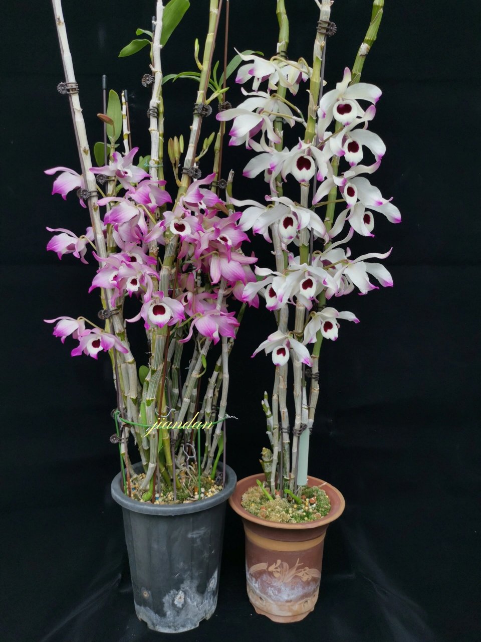 nobile 金钗石斛,几棵正在开花金钗,比较喜欢这淡雅一点的,还是爱心