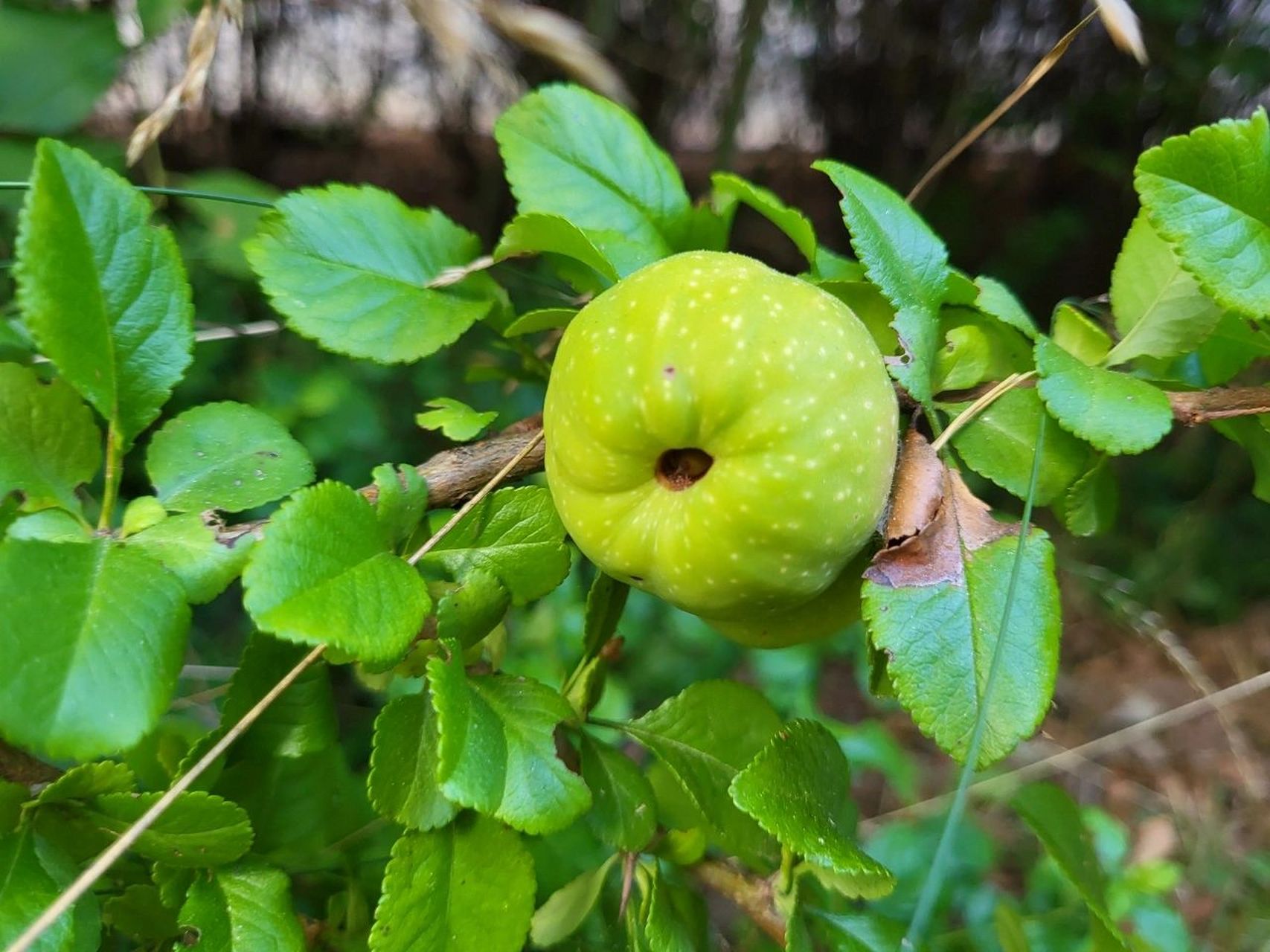 木瓜海棠# 奇特的水果 为蔷薇科木瓜海棠属.