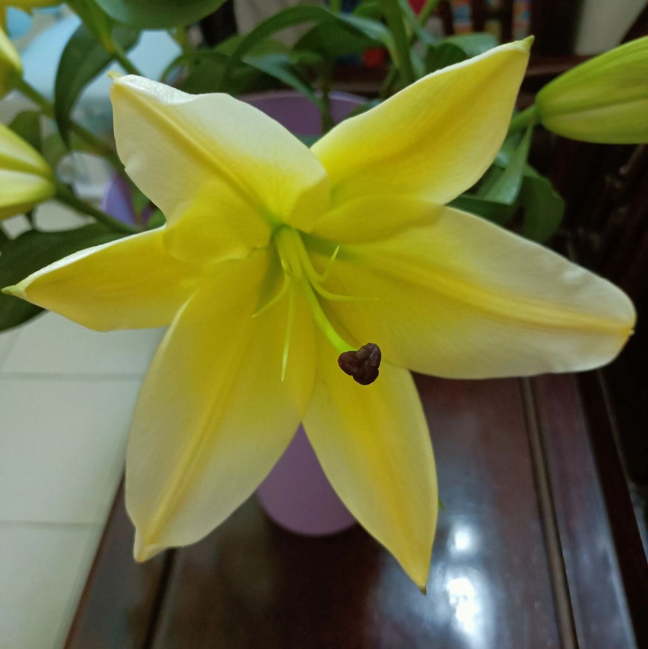 木门百合 一款与黄天霸同样但不同香的百合78159695 有淡淡的