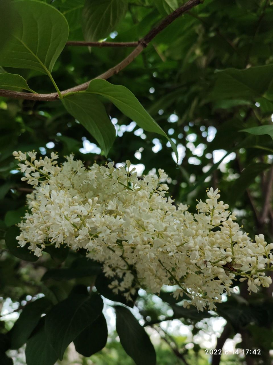 暴马丁香 别名: 白丁香,荷花丁香,暴马子 	 药用价值: 全株可入药