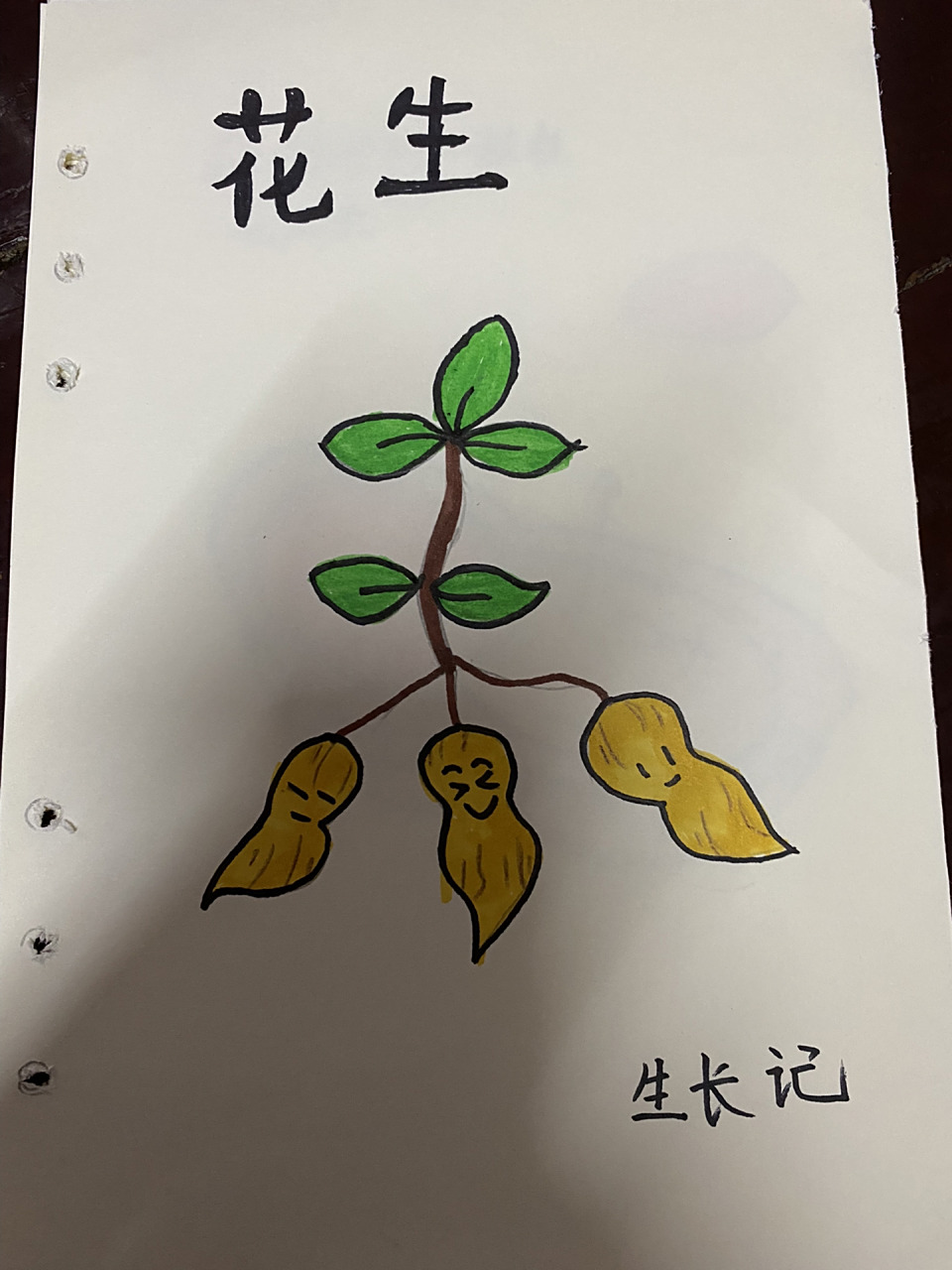 幼儿园大班自制绘本《花生生长记》 花生同学的幼儿园作业,比自己上