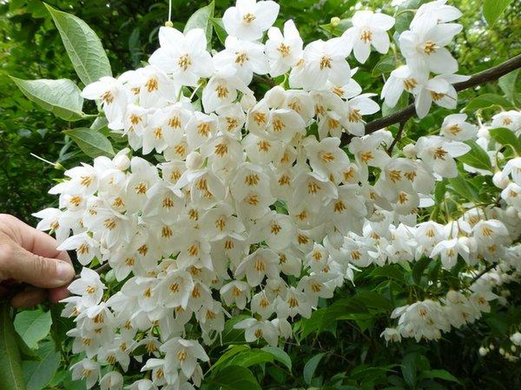 日本雪铃树(snowbell tree)是一种常见的树木,它有着美丽的白色花朵和