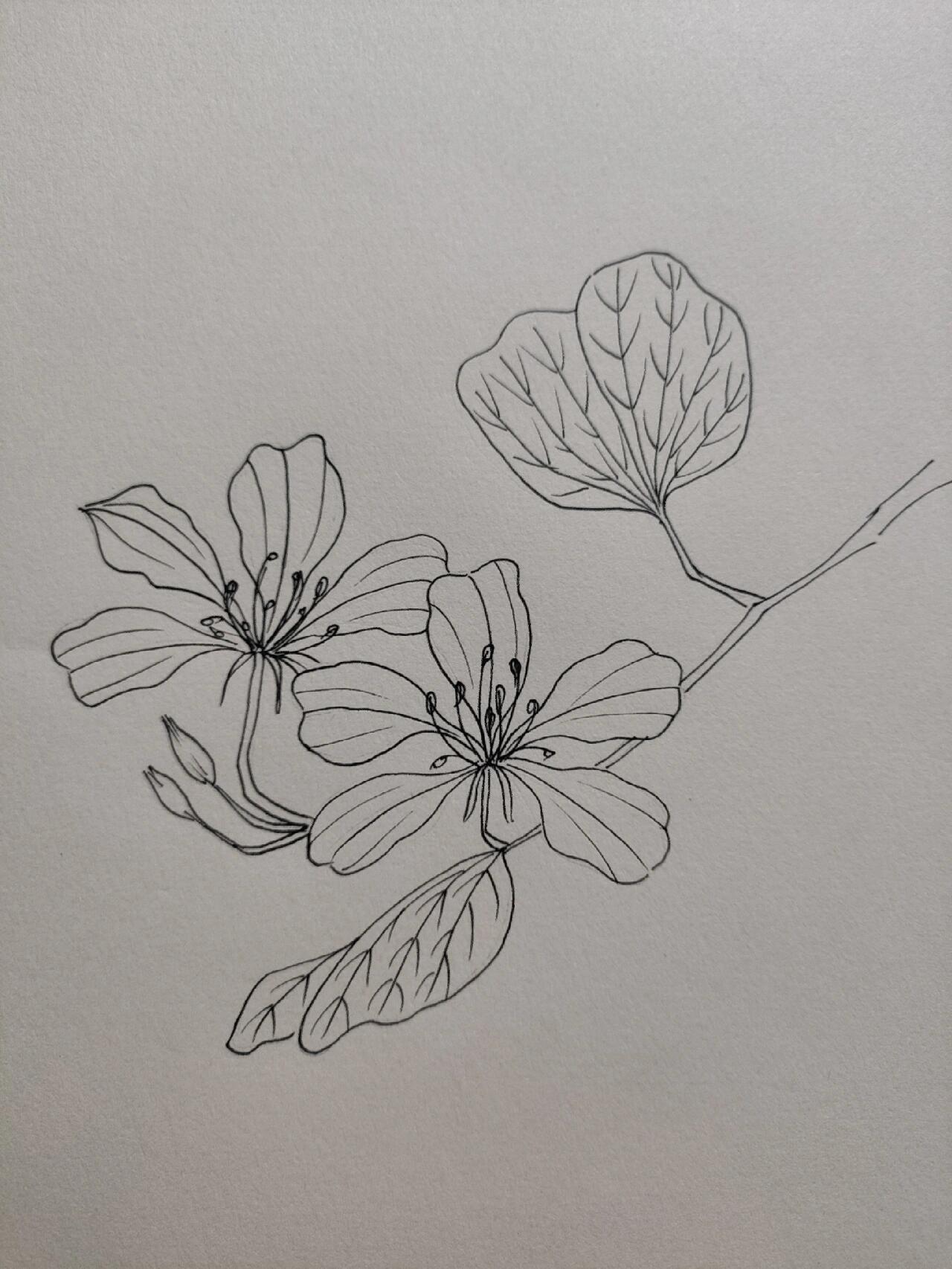 周末画画吧~红花羊蹄甲 终于回家了,画一幅彩铅庆祝一下吧