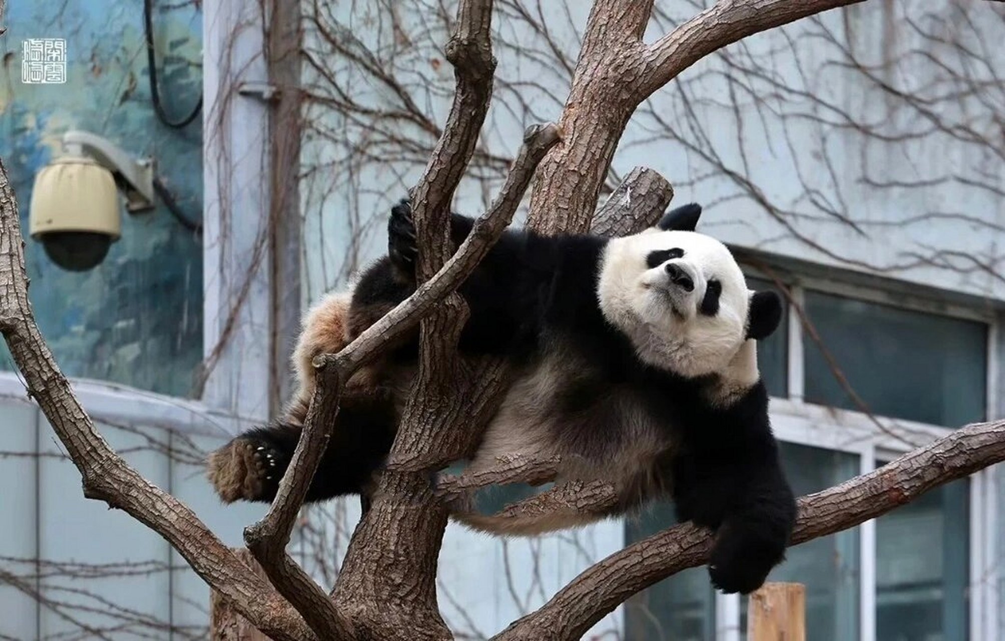 萌兰被拎耳朵是什么梗啊?