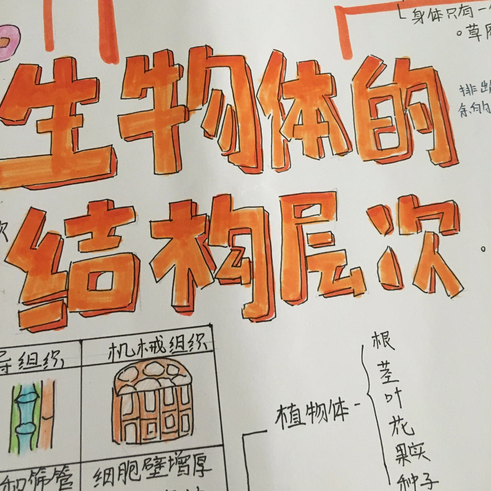 思维导图——生物体的结构层次