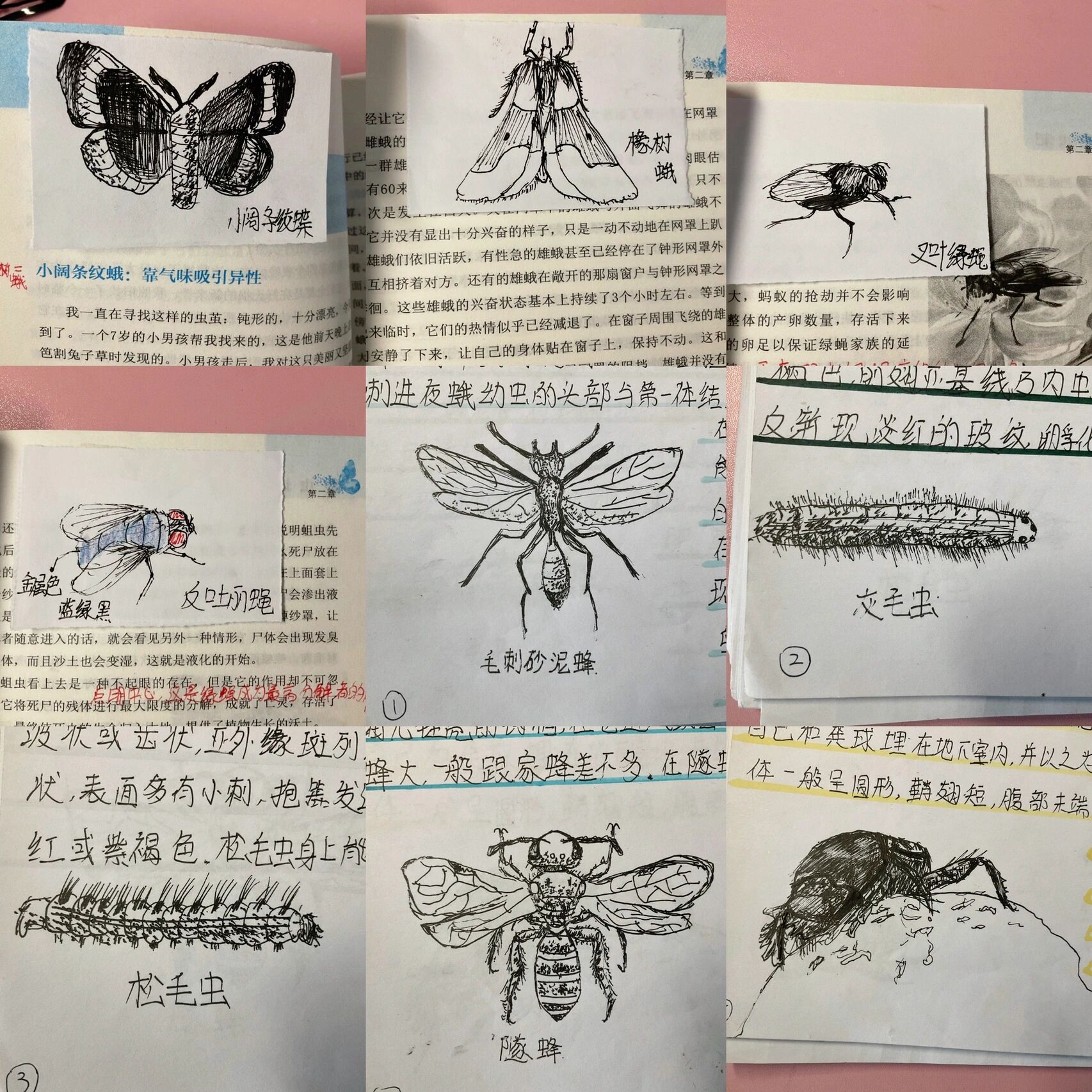 之前初二老师让读《昆虫记》索性就画了对应的插图,不是专业的艺术生