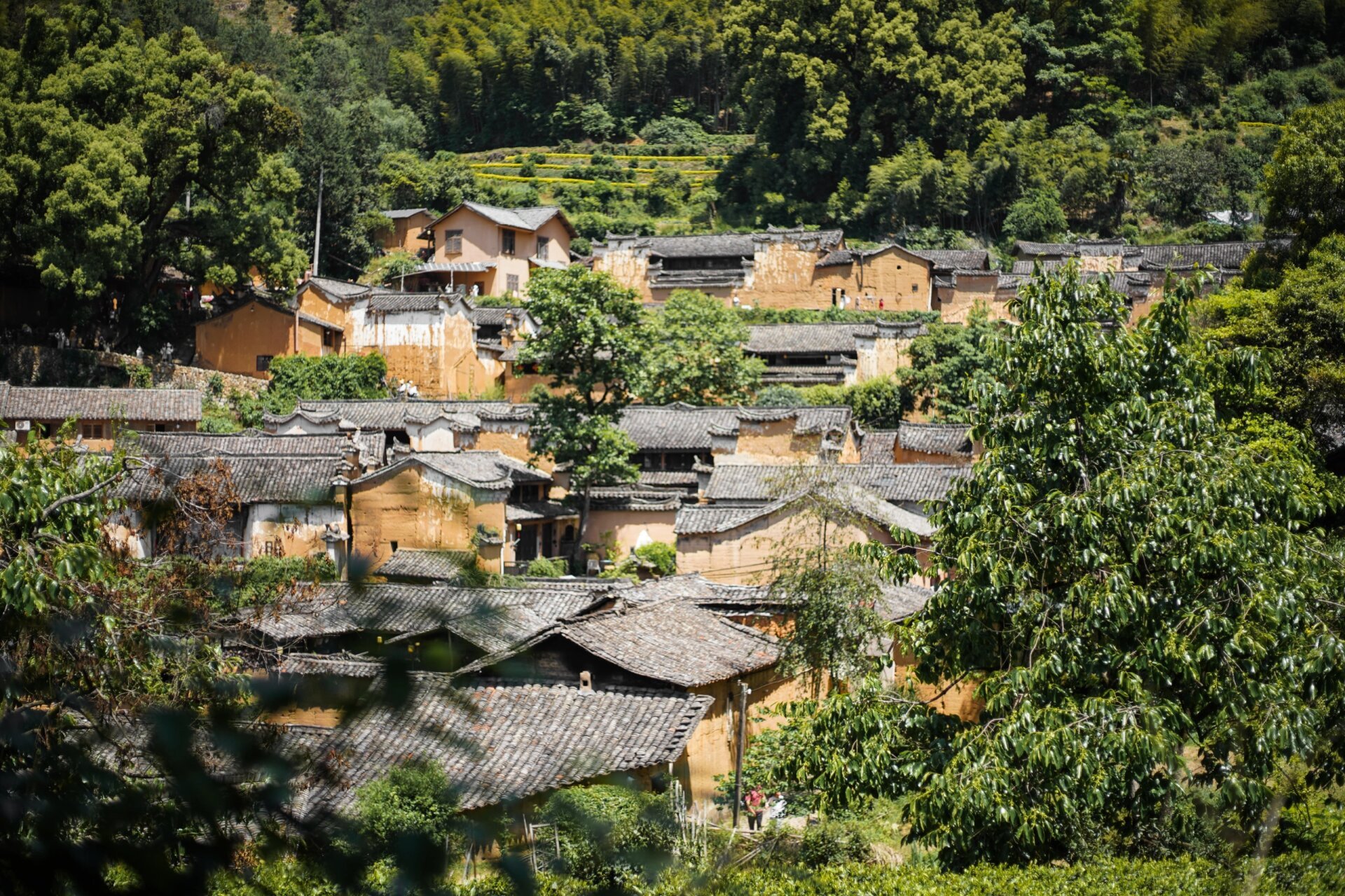 游在松阳:  松阳必去地盘点 陈家铺村:阳光,树影,黄墙,黛瓦,古典又