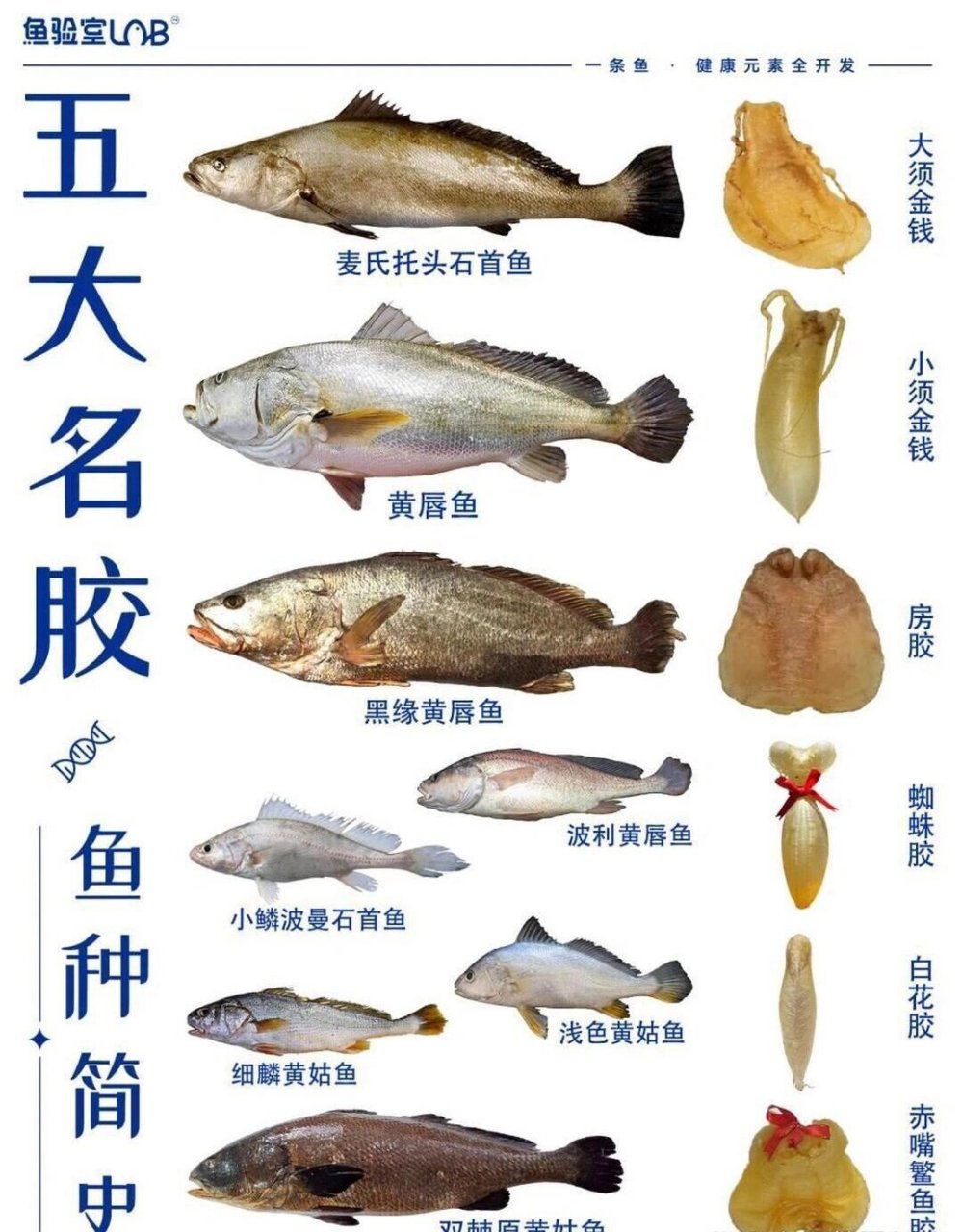 部分鱼胶对应鱼种生物分类 黄唇鱼属: 小须金钱鳘鱼胶——黄唇鱼 房胶