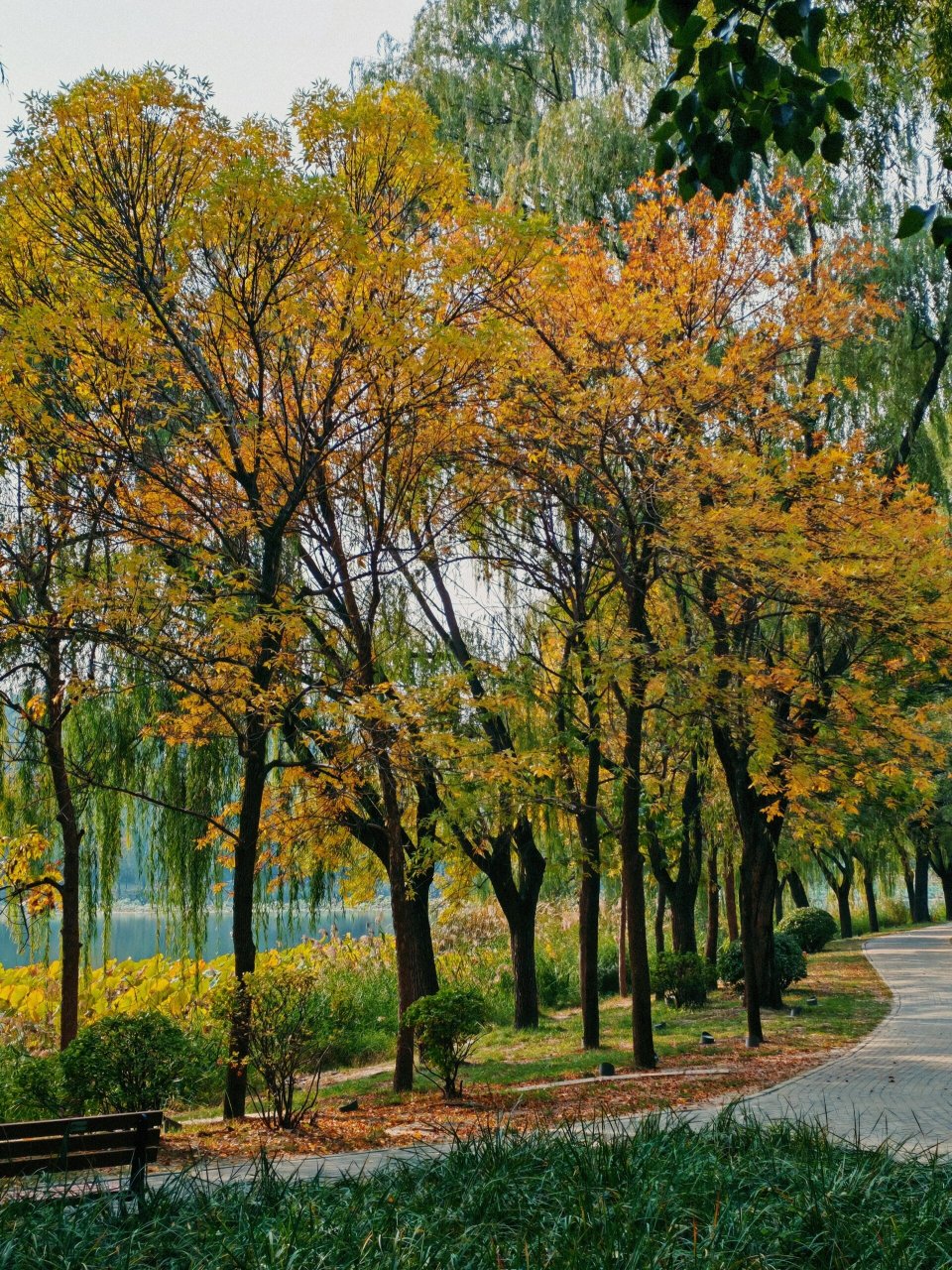 朝阳公园的秋景 最爱坐在公园长椅上聊天