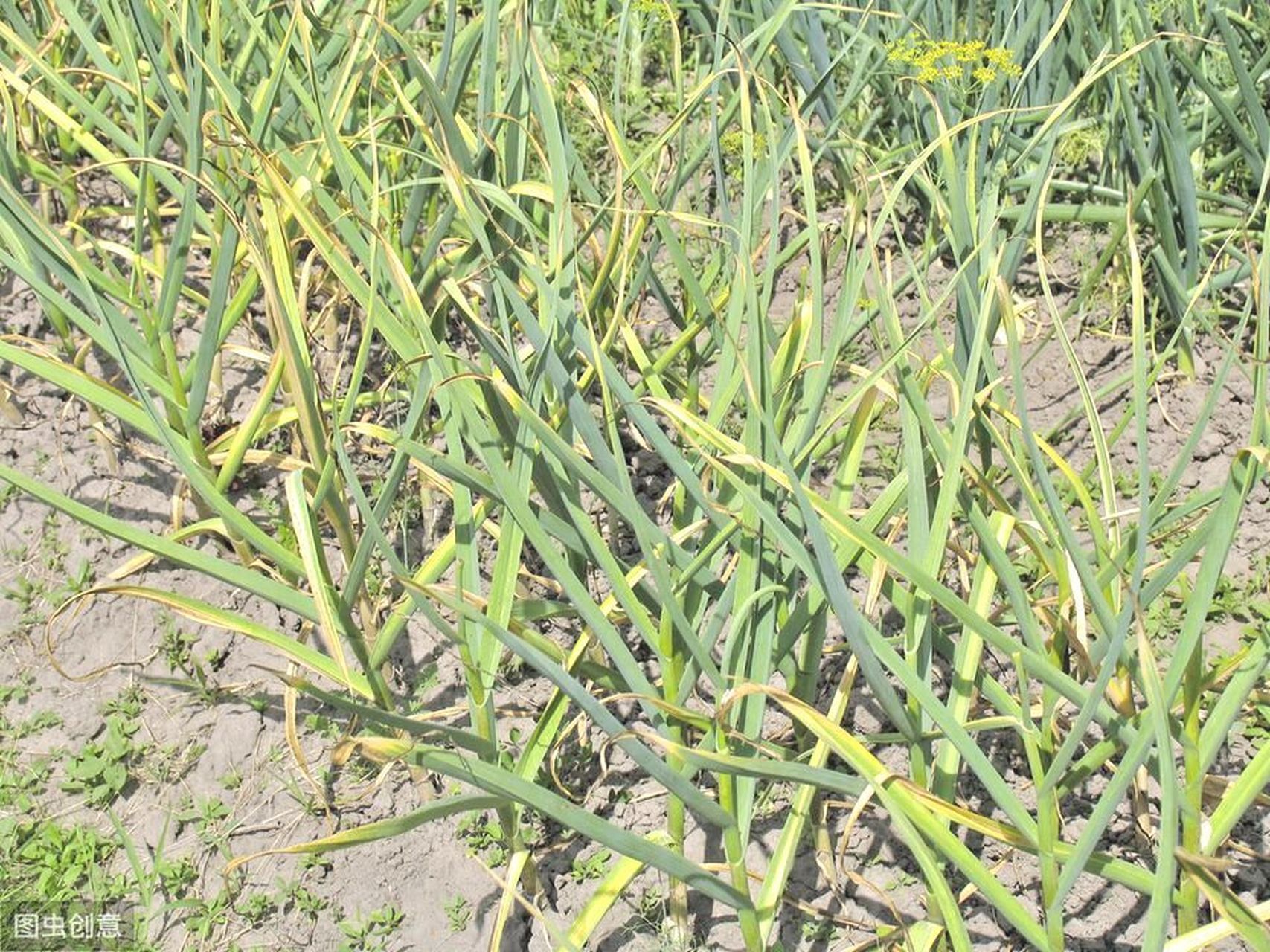 大蒜苗枯黄叶怎么办?