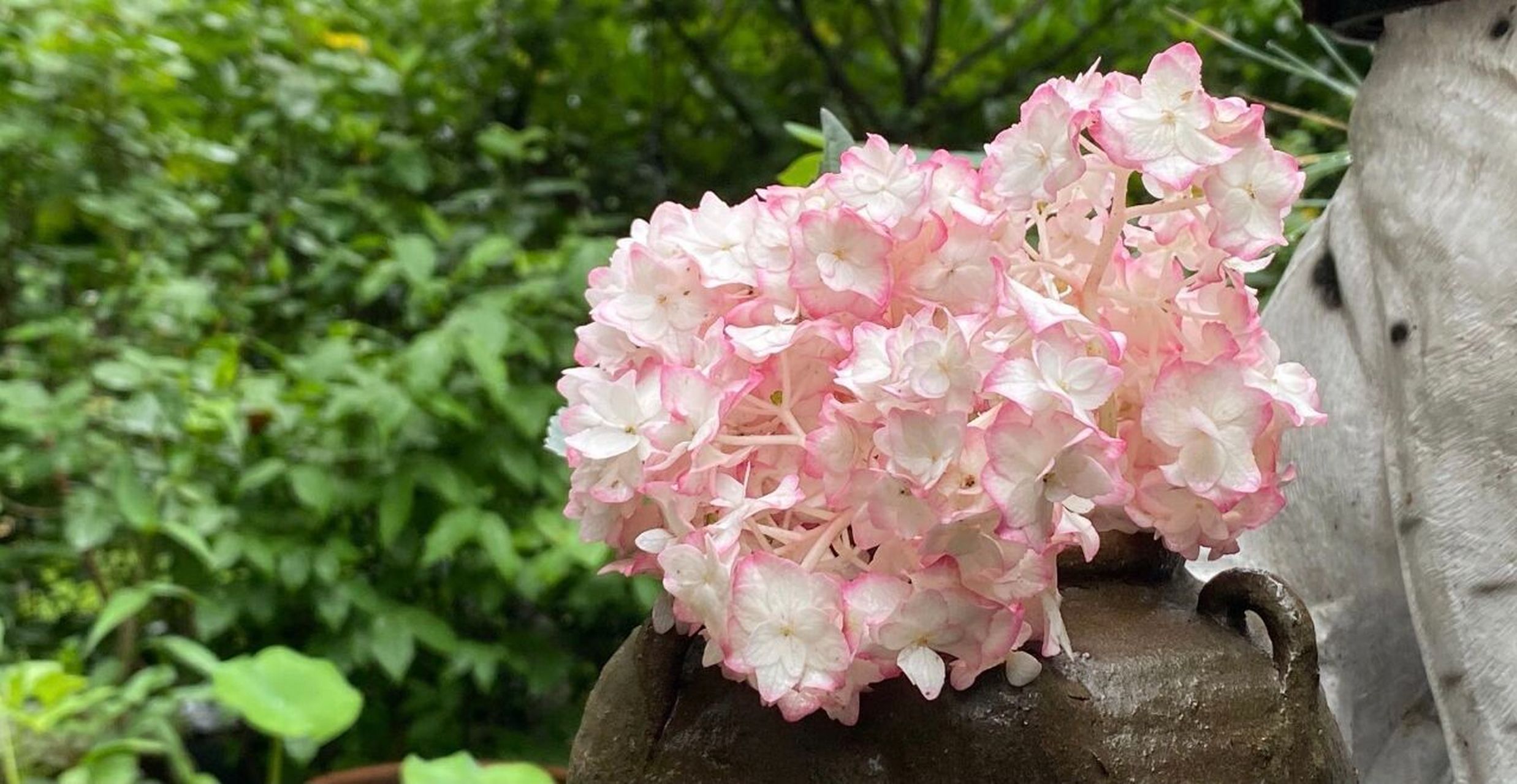 变色品种栎叶绣球"红宝石拖鞋" 拥有硕大的花序,这些花朵呈白色,丰富