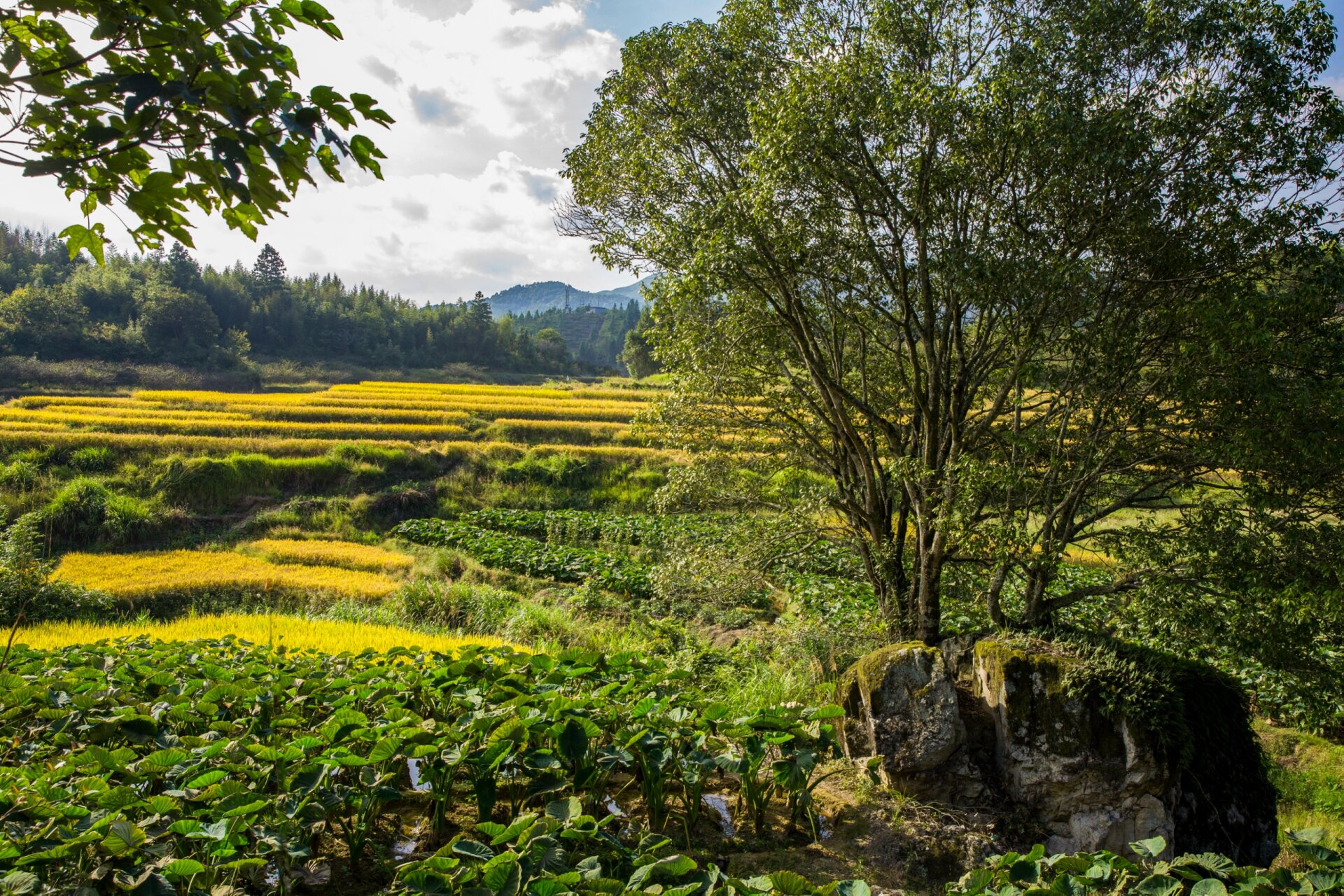 去大赤岸,过重阳节 永泰县丹云乡赤岸村稻谷正黄,乡亲们正在紧锣密鼓