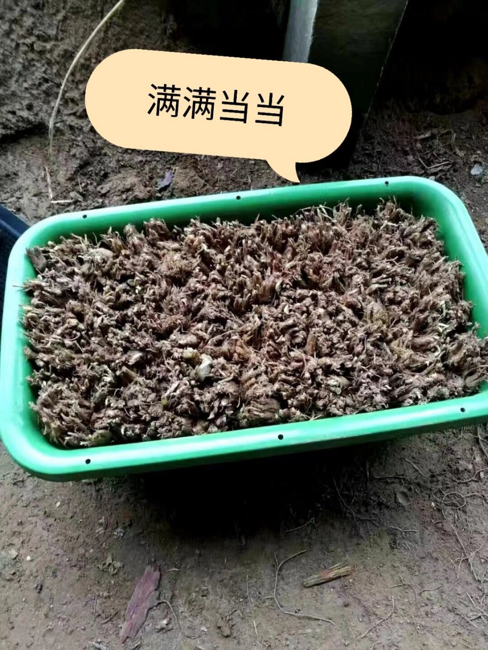 纯手工摘选黄韭盆景 南宫黄韭鞘白,南宫黄韭原名丰本,又名韭黄,俗称