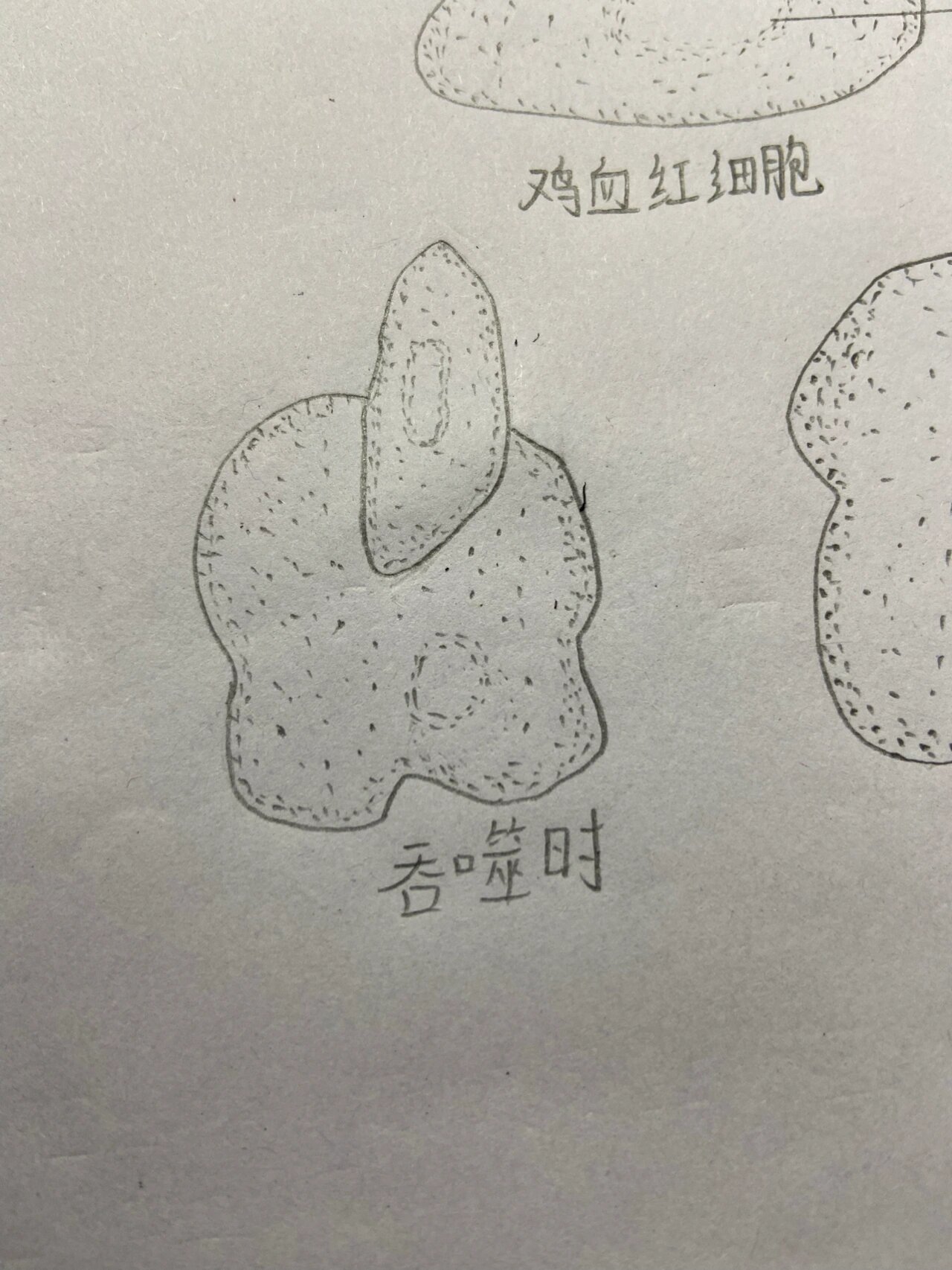 吞噬细胞吞噬鸡血红细胞