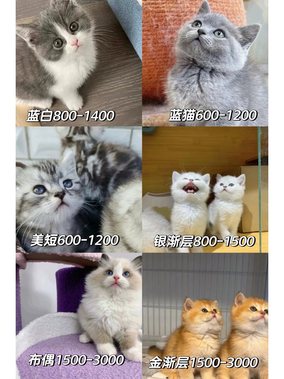 各种常见品种猫咪蓝猫蓝白美短银渐层布偶金渐层价目表,看看你家猫咪