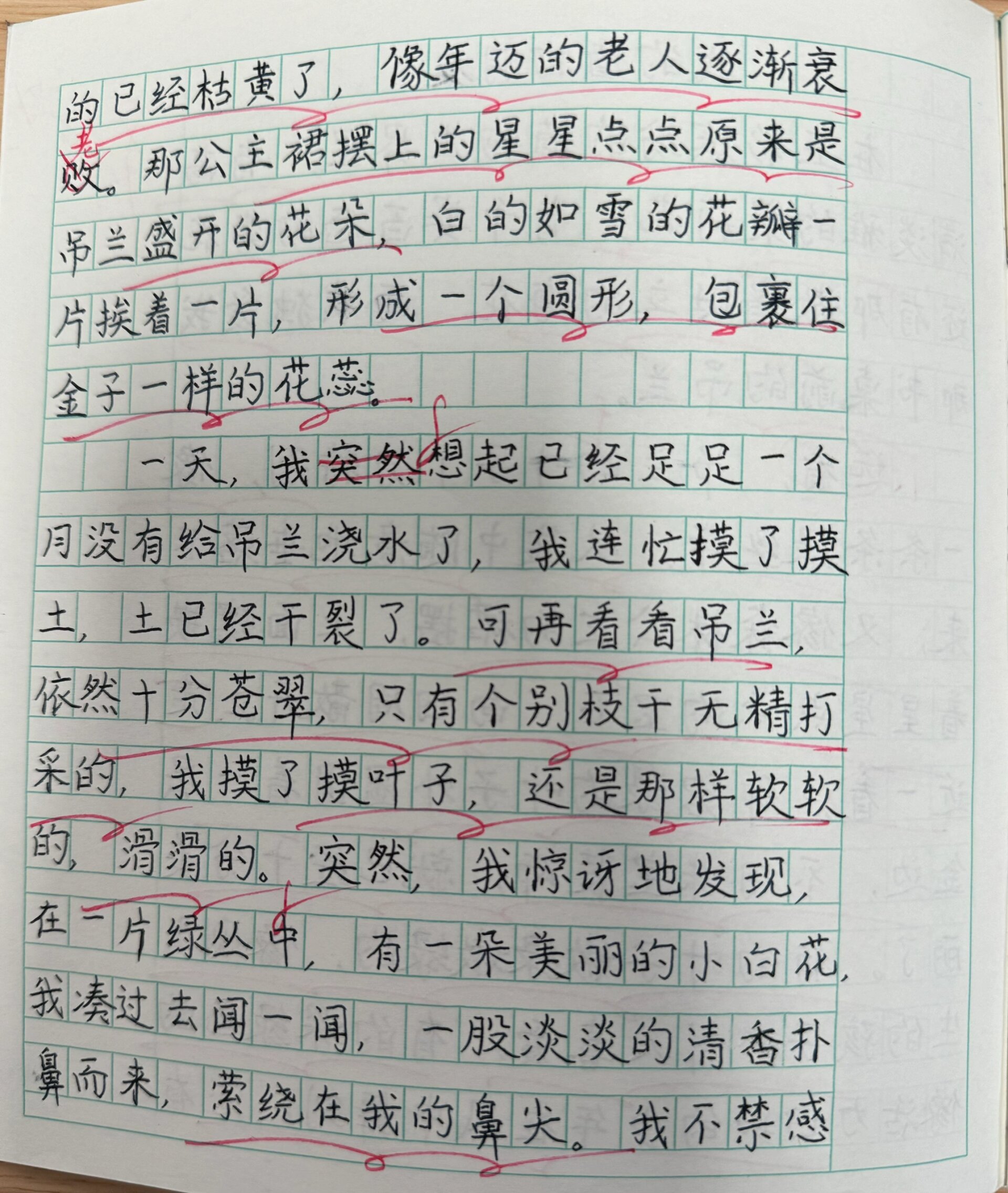 「三下习作」我的植物朋友——吊兰