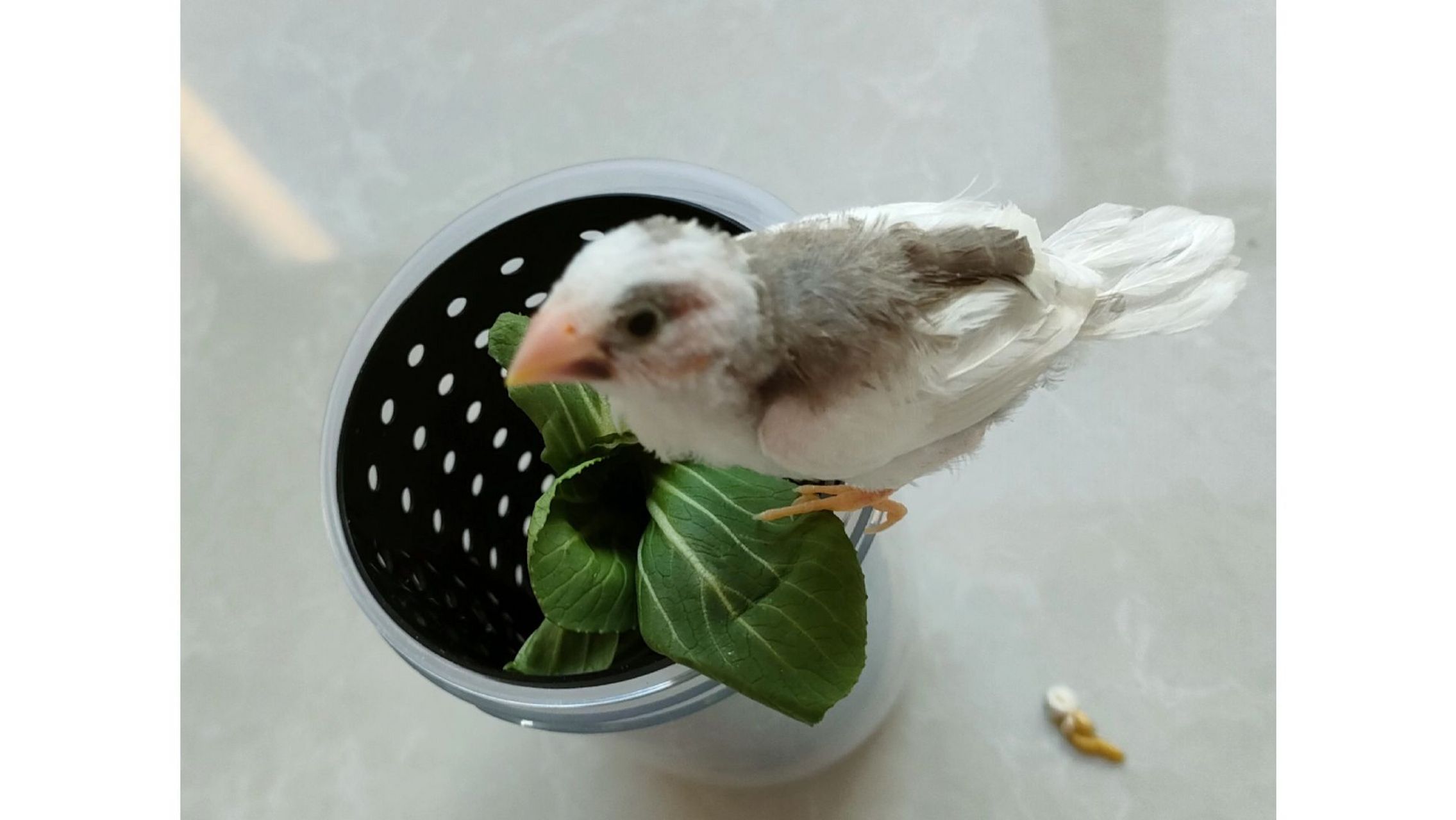 吃蛋小米和鸟类谷物饲料.