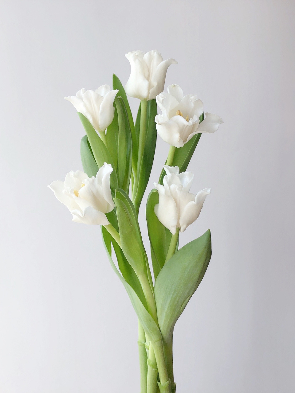 国产郁金香 美人鱼 这品质简直绝了 手艺人最爱白色 花材