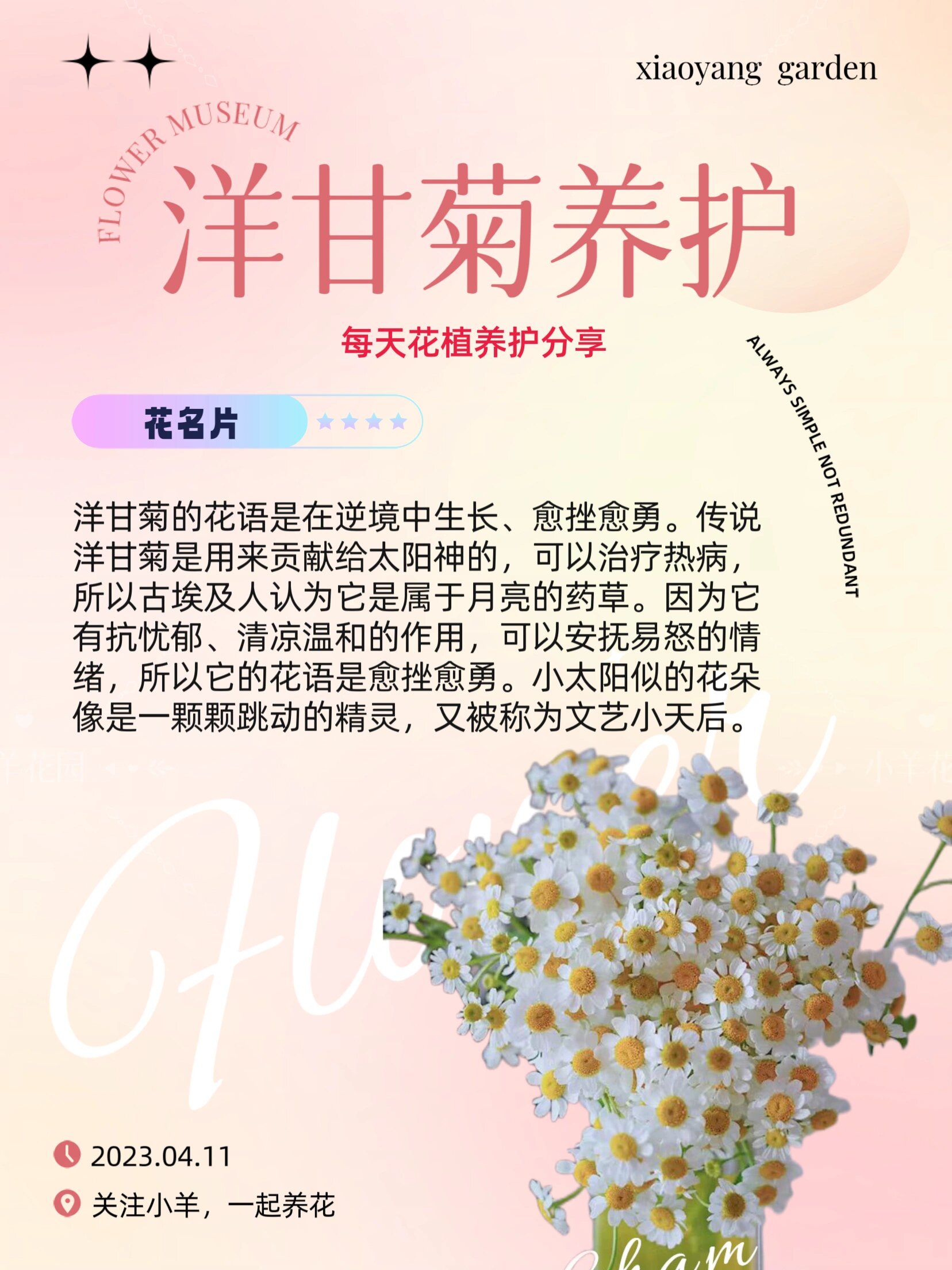 每天花植养护分享丨洋甘菊 93花名片:洋甘菊的花语是在逆境中生长