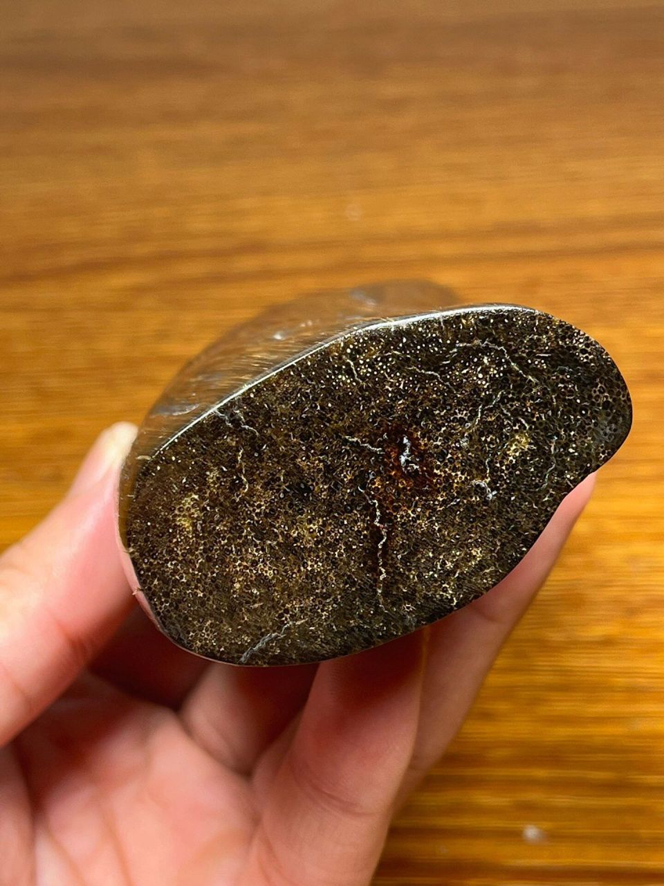 披毛犀角尖 披毛犀角尖尺寸:195×56×32mm克重:229.6g