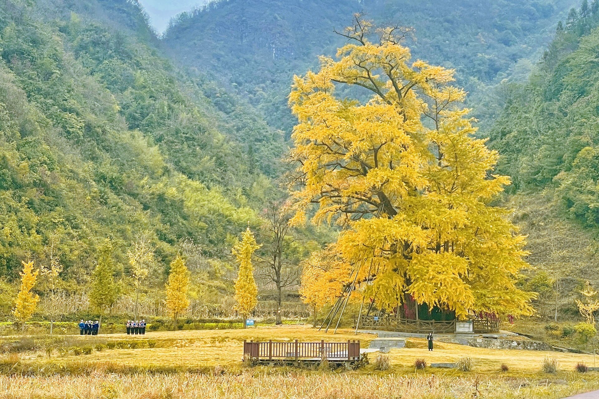 古银杏天泉图片