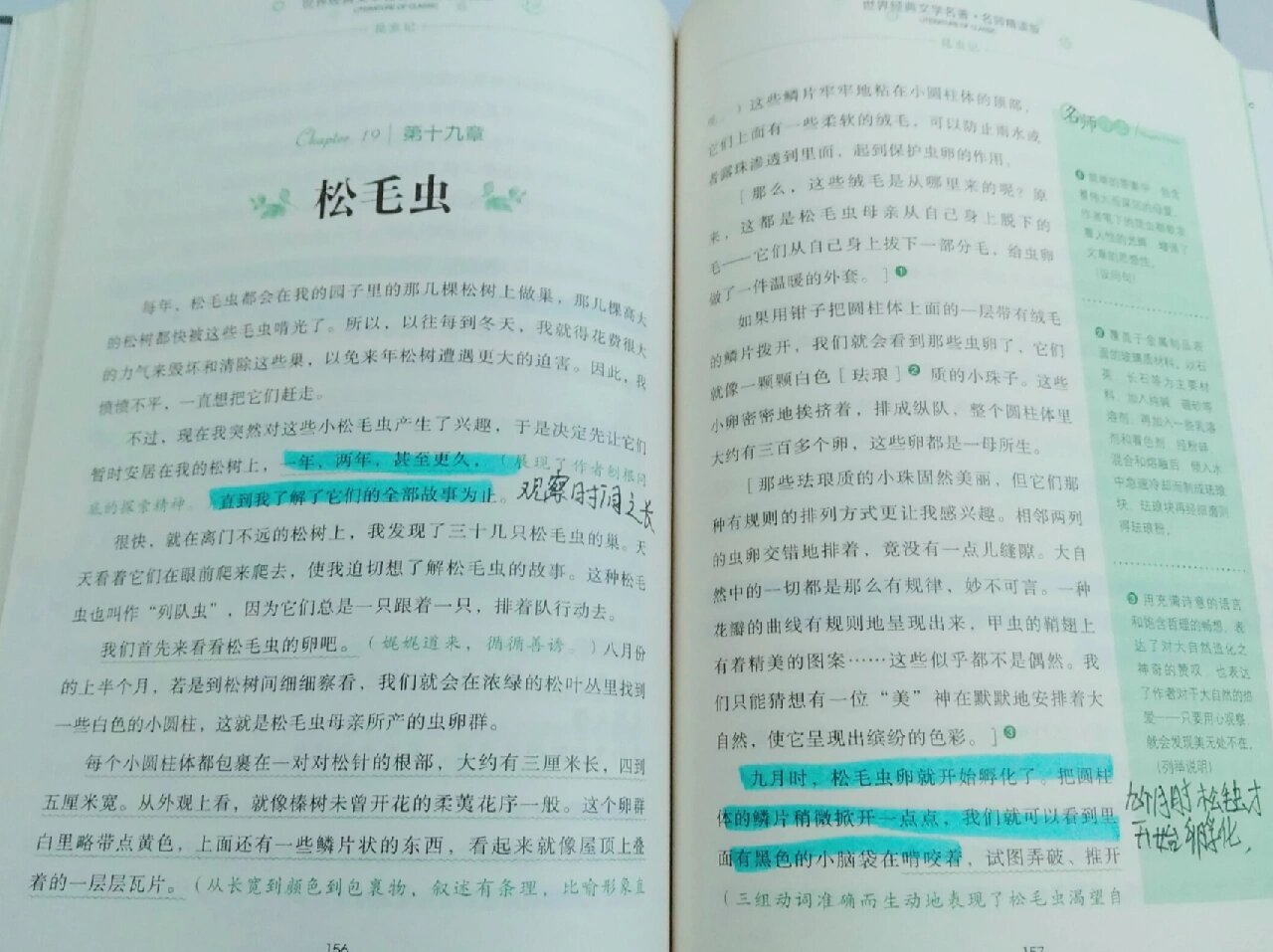 《昆虫记》第十九章 松毛虫