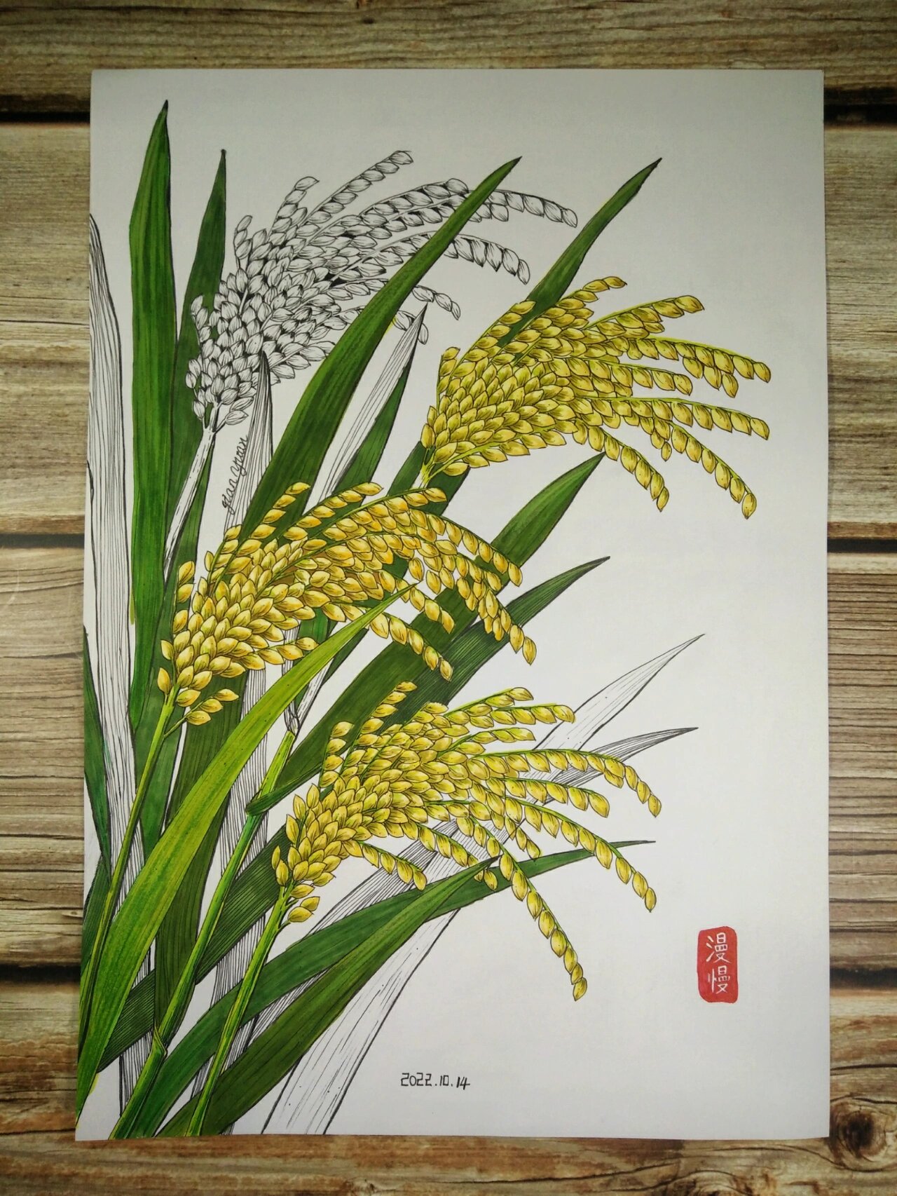水稻绘画马克笔线描插画装饰画儿童画原创