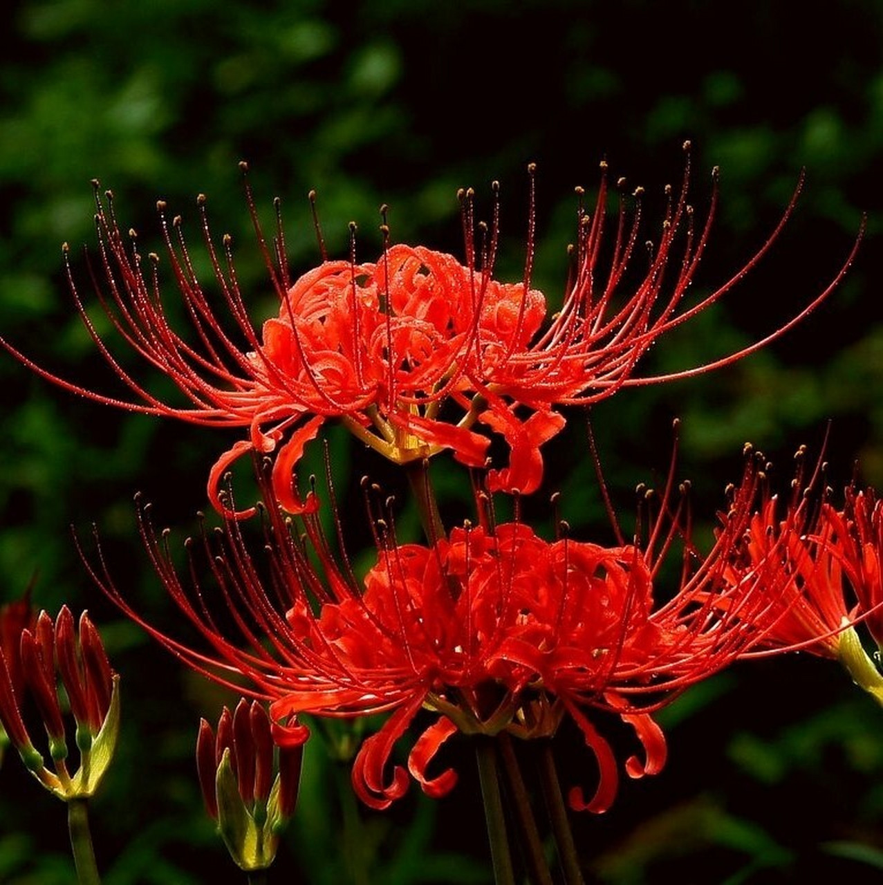 [47天]花材花名: 石蒜       又名: 彼岸花 法语: lis araignée 花语