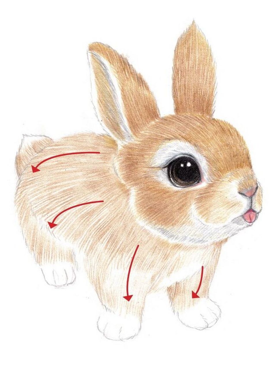 彩铅教程-呆萌小动物-兔 绘画要点: 1.