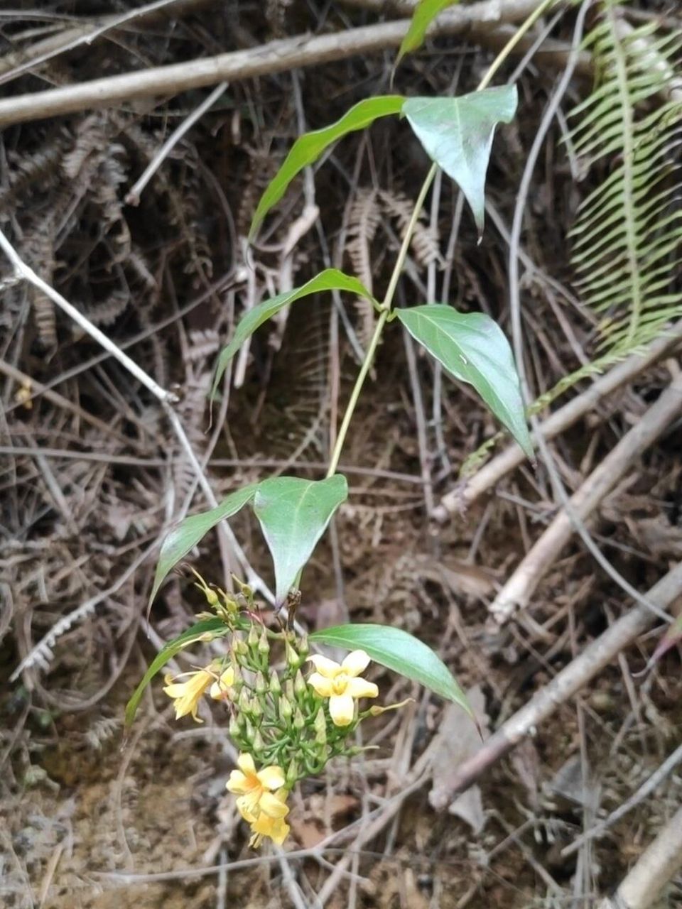 中药钩吻,别名:断肠草 《神农本草经》 味辛,温.