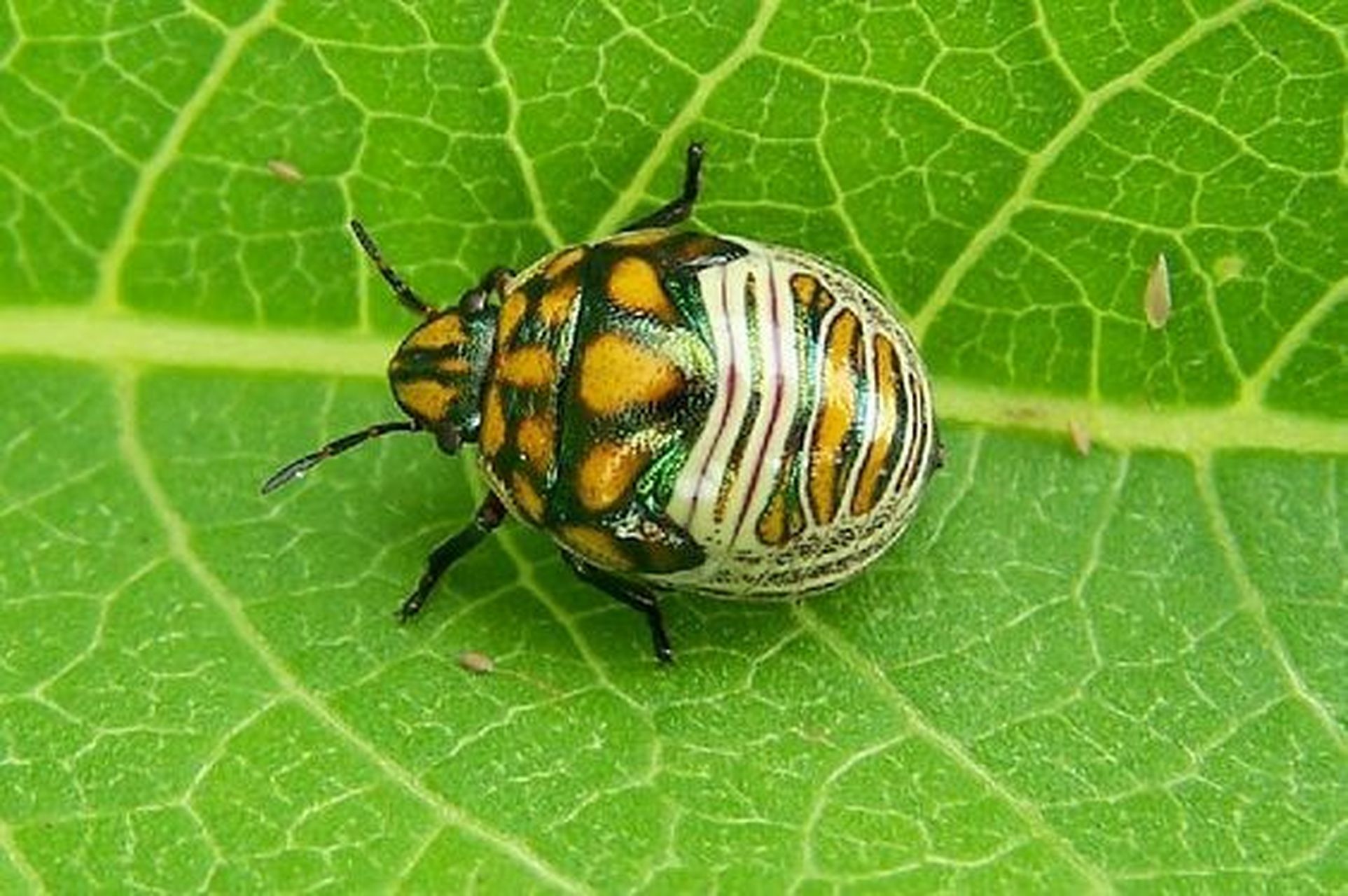 又一种被称为"珠宝甲虫"的昆虫 盾蝽科(学名:scutelleridae),又称盾