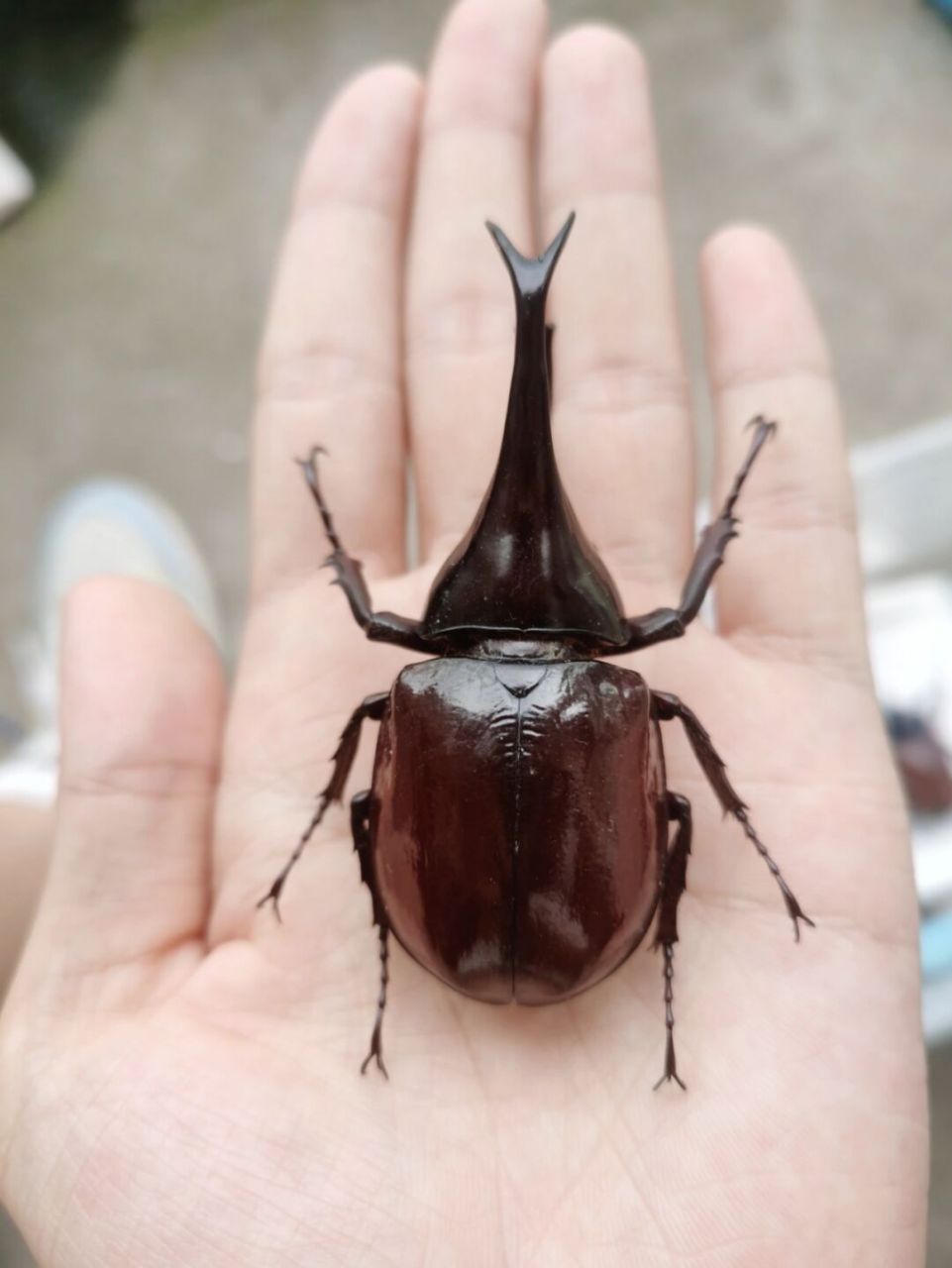 巨无霸姬兜 图中体长76mm 巨无霸姬兜雄虫雄虫长角非常威武,战力彪悍