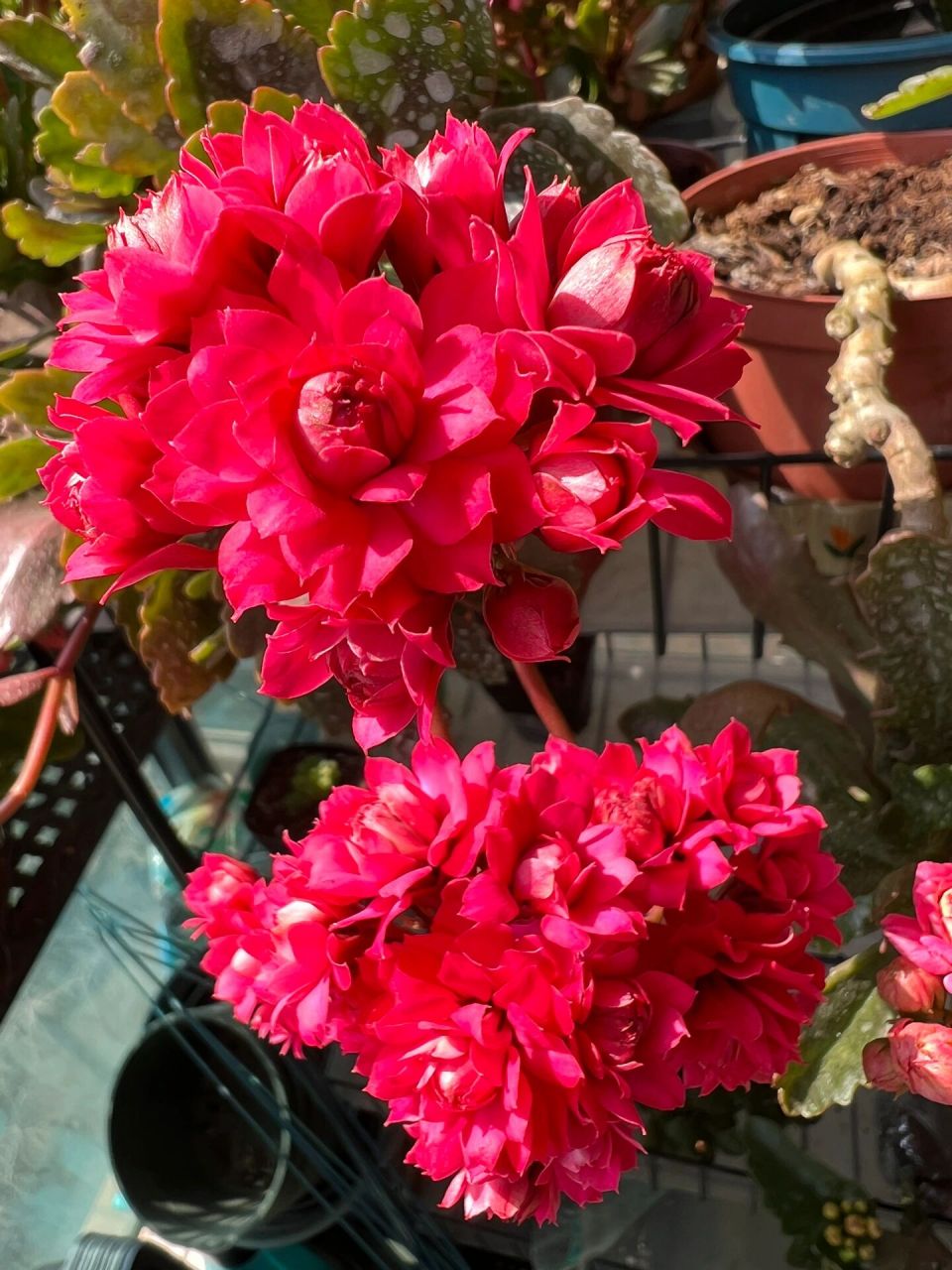 长寿花——柯尔斯顿 一年多后长成奇形怪状的柯尔斯顿