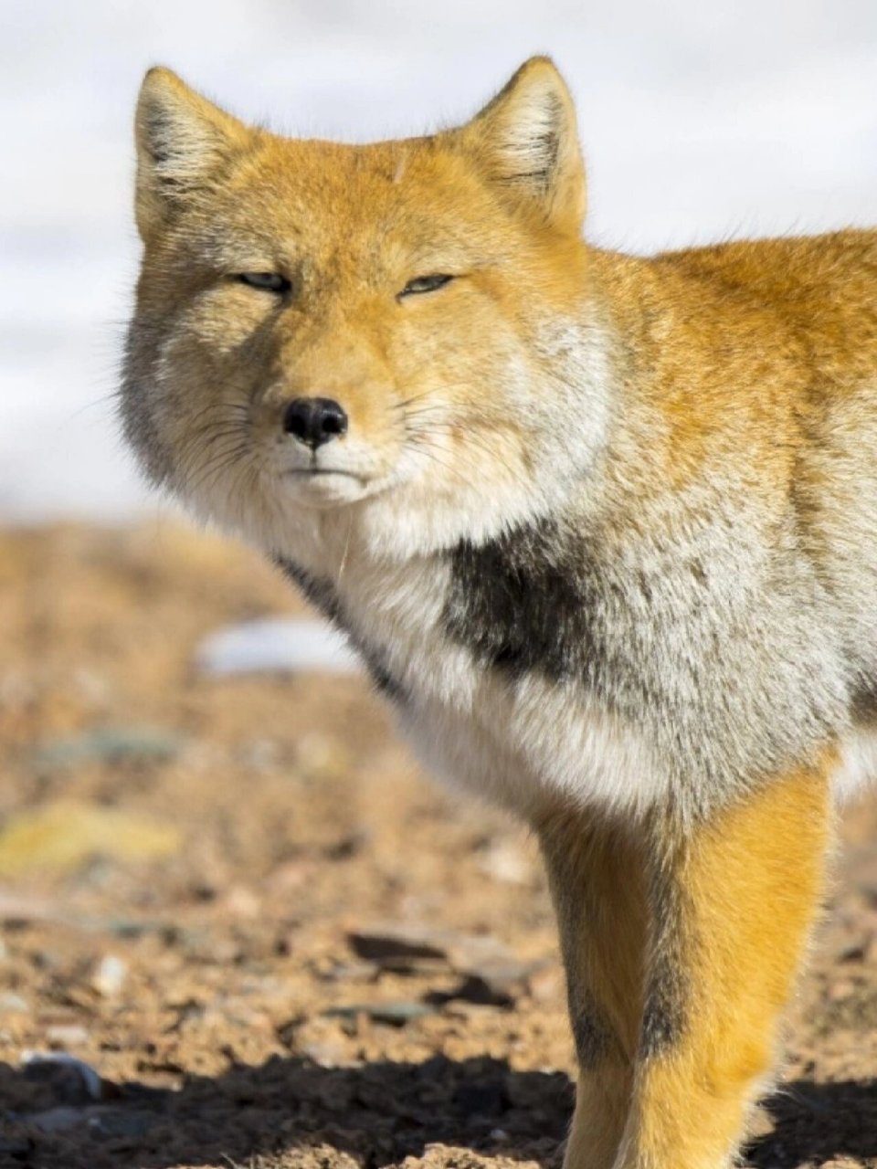 每天认识一种宝藏动物98052 96中文名:藏狐 96学名:vulpes