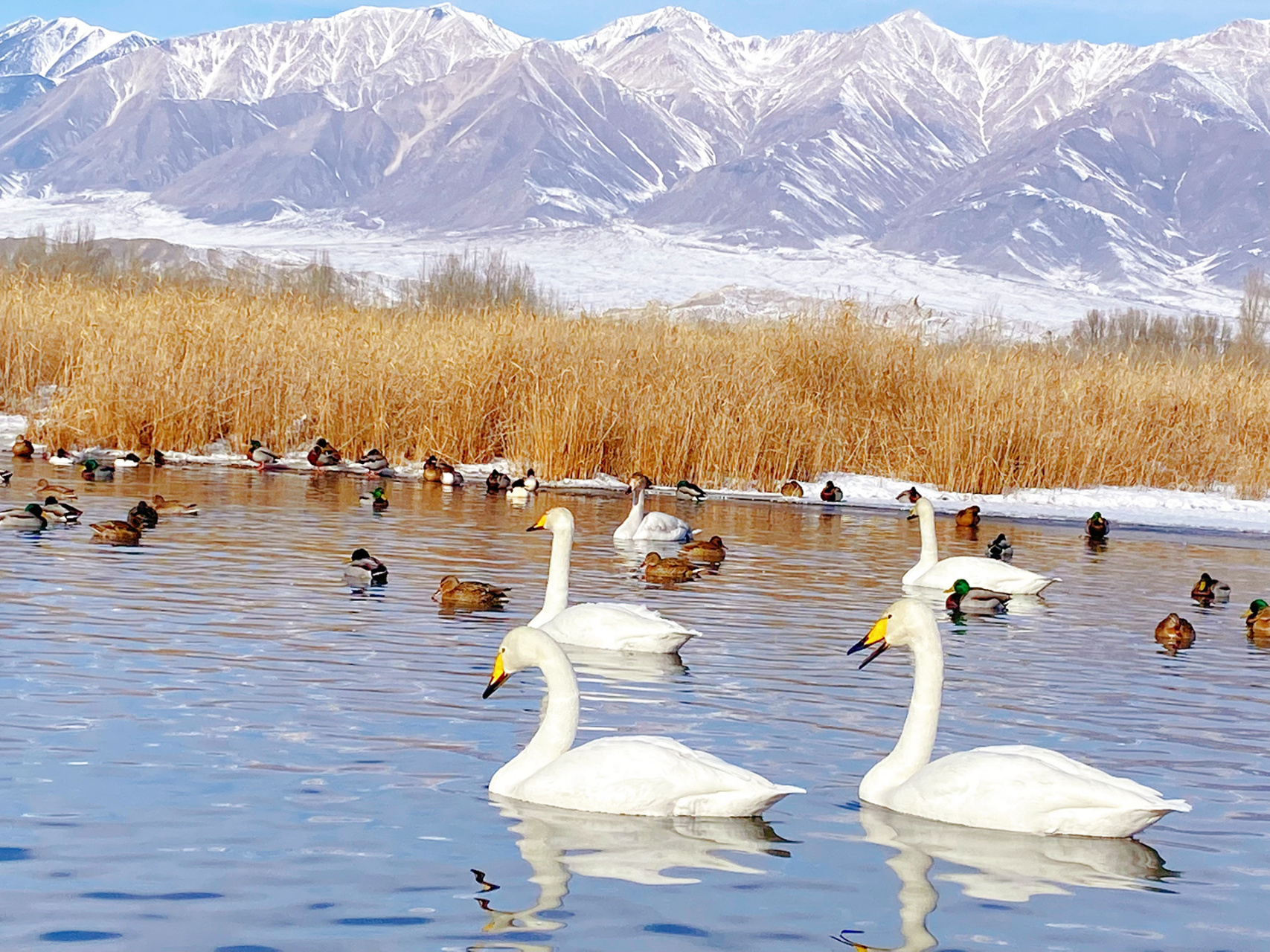 新疆温泉县      博尔塔拉温泉县的天鹅06自由自在,在湿地公园游玩