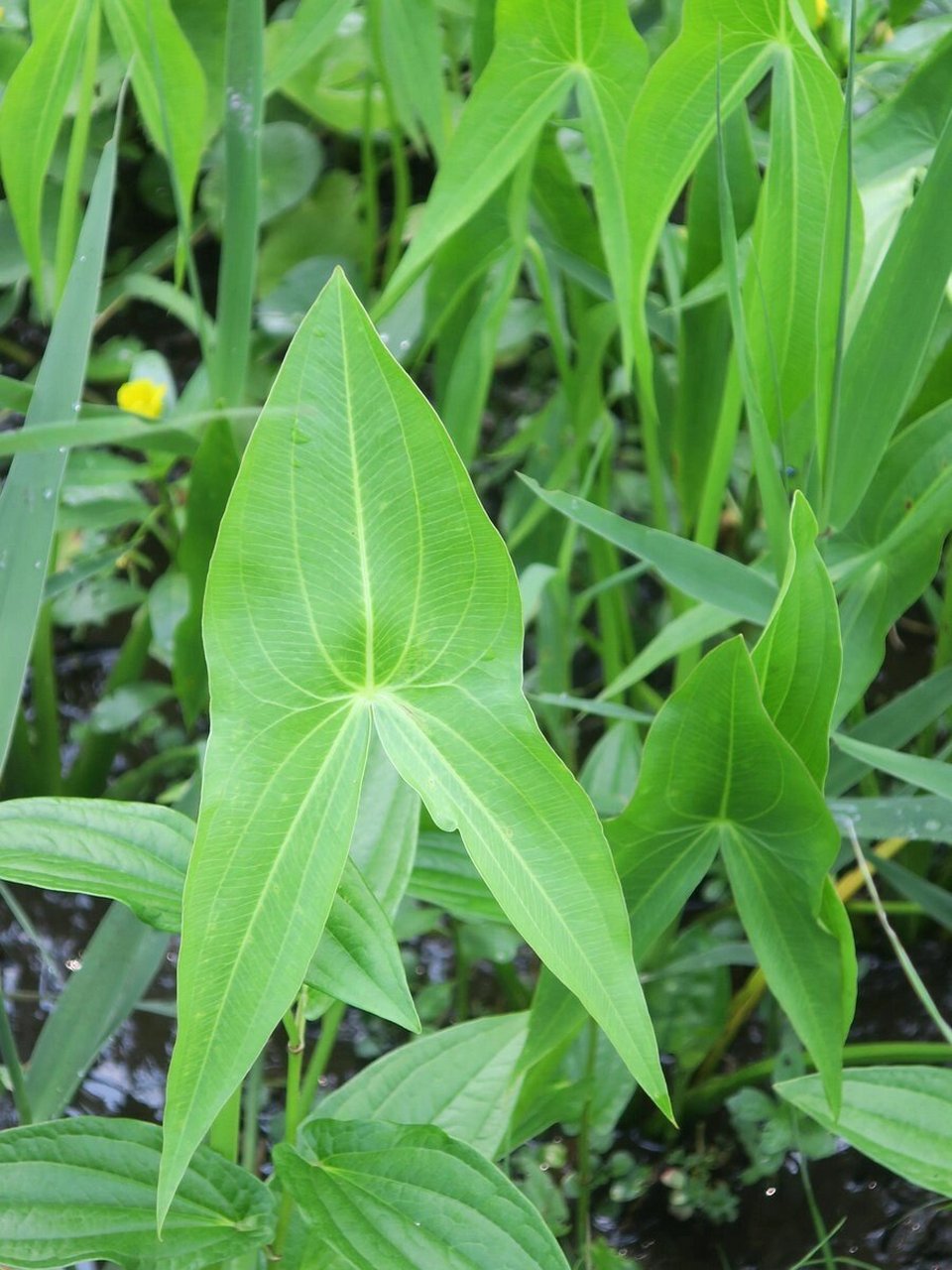 94慈姑 泽泻科,慈姑属 多年生水生或沼生草本.