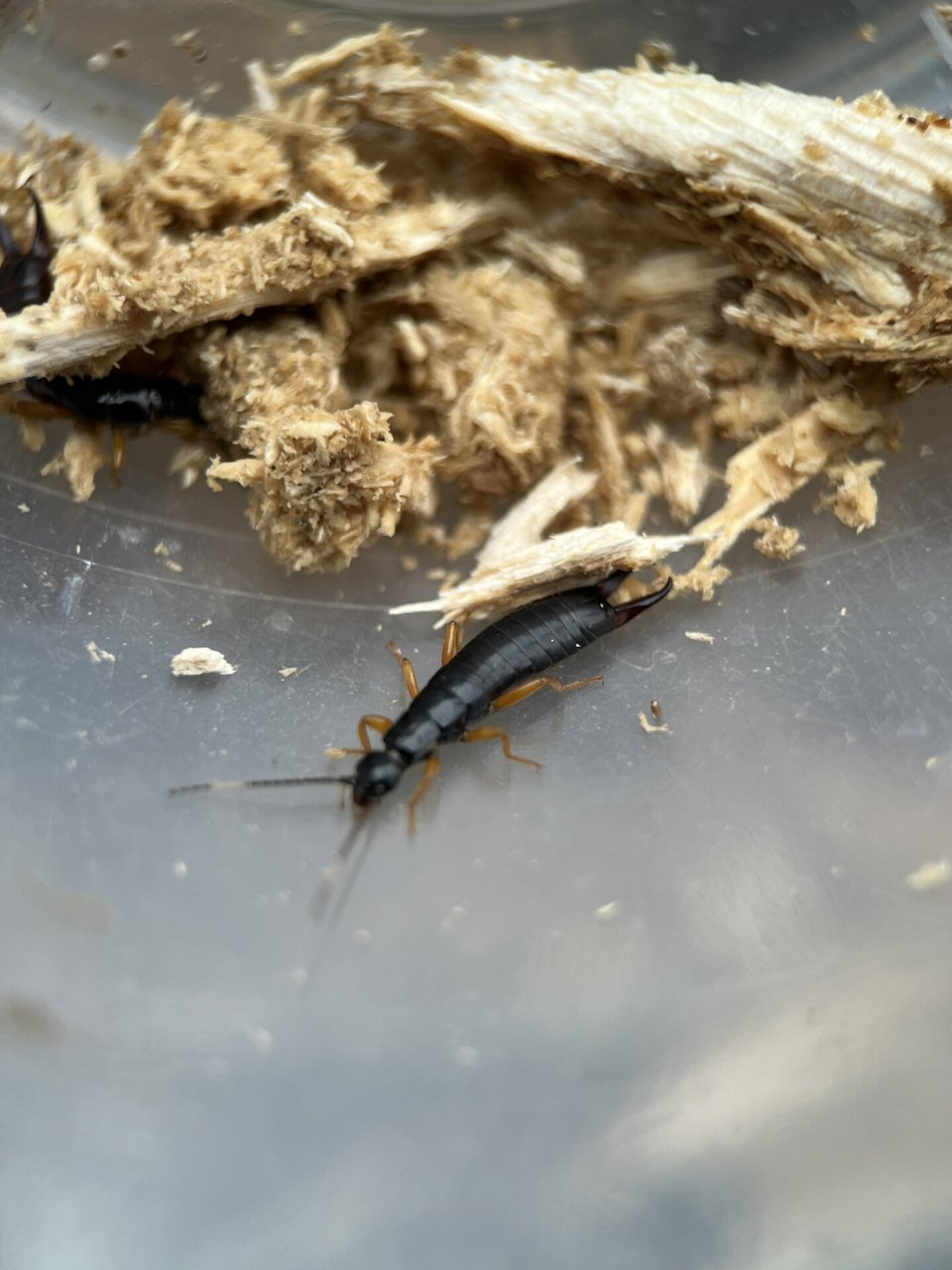 自然昆虫小知识:肥螋 #昆虫# #自然教育# #自然观察# 网页上有很多