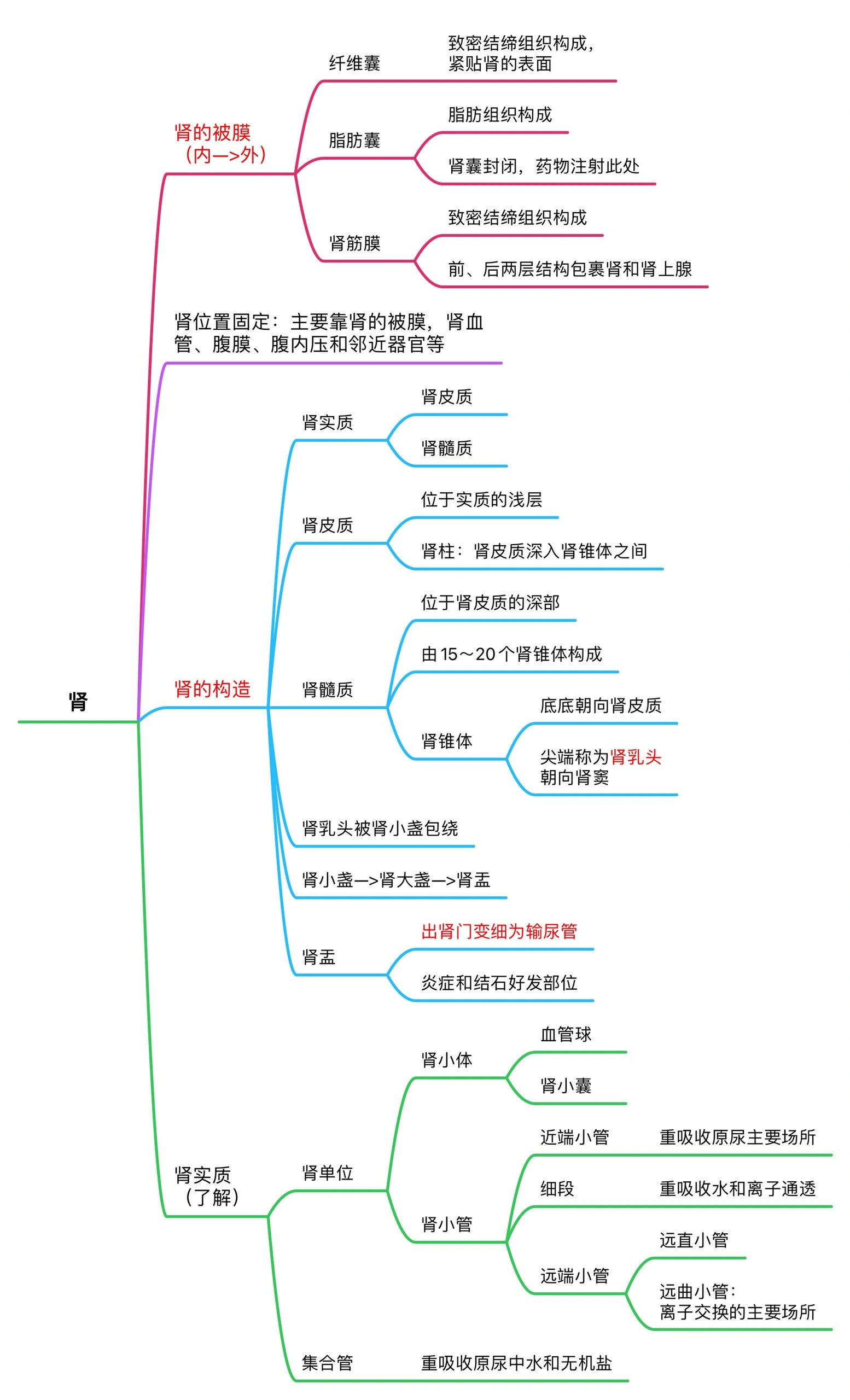 肾的结构思维导图图片